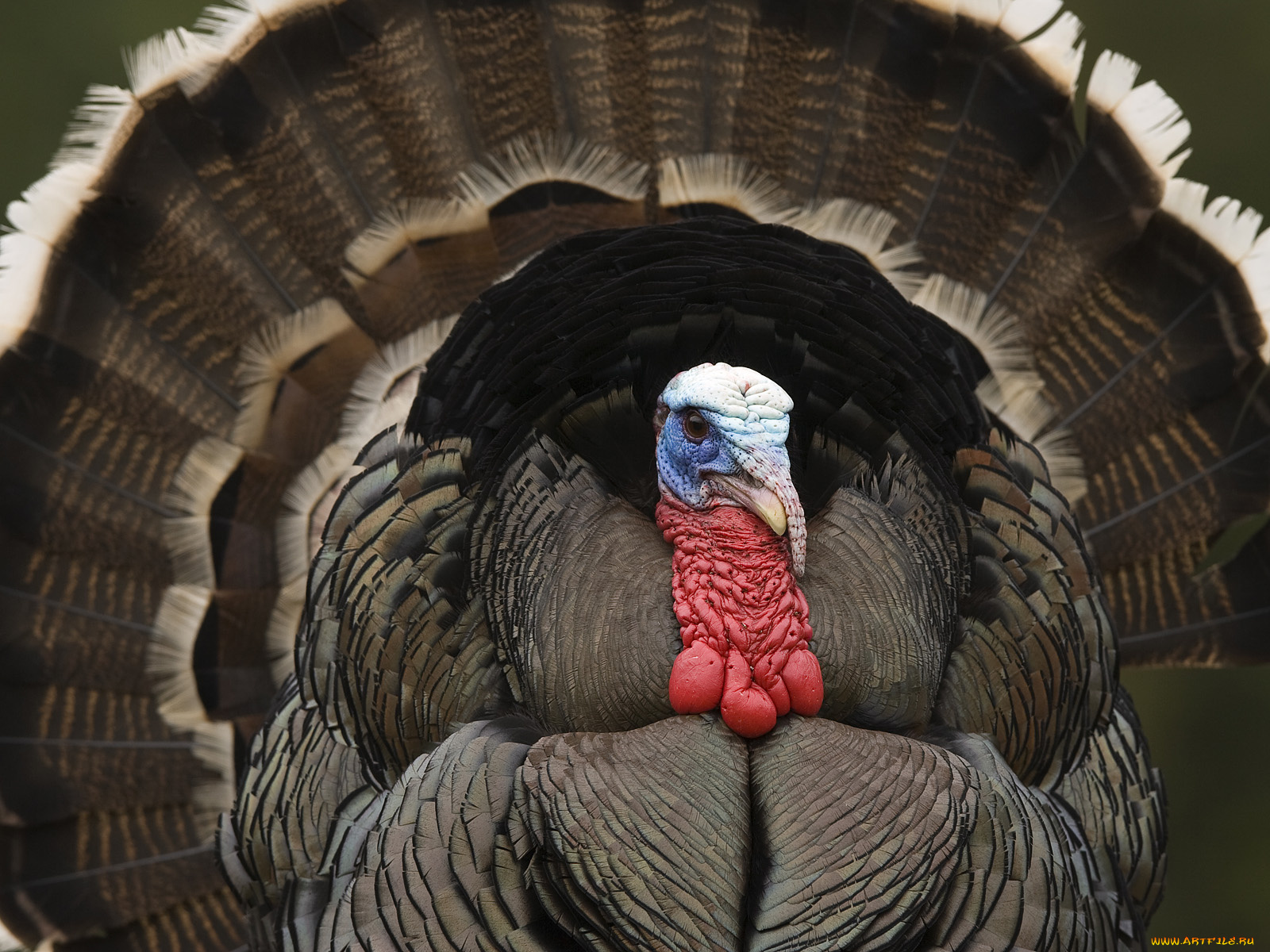 животные, индюки