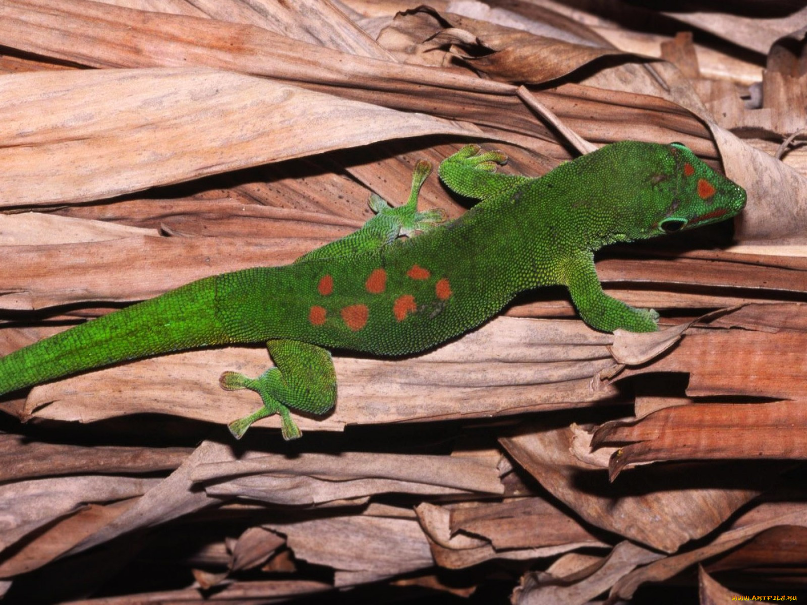 животные, Ящерицы, игуаны, вараны