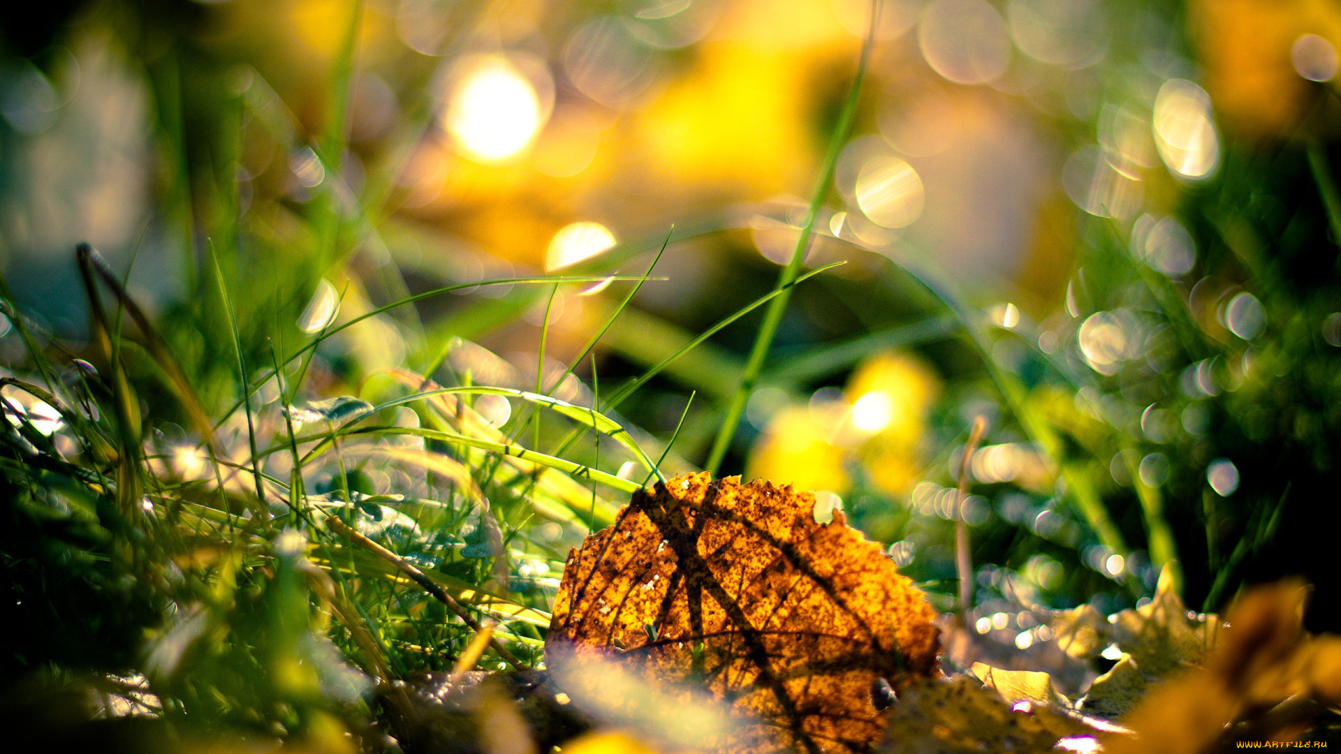 природа, листья