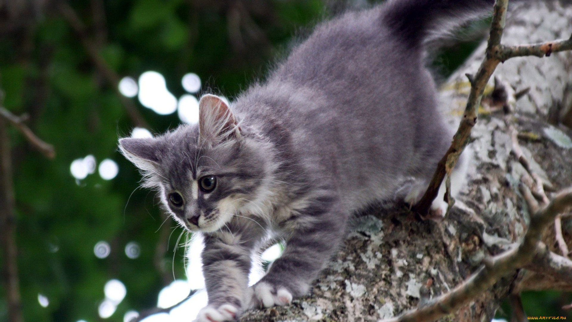 животные, коты