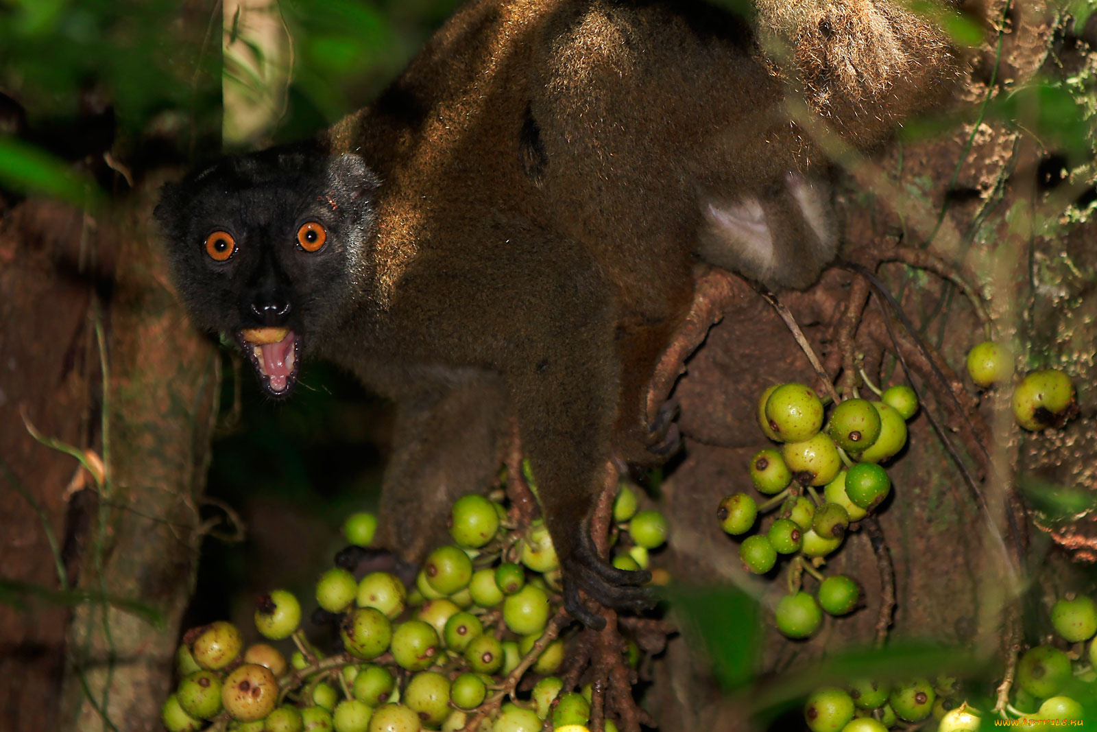 животные, лемуры, на, дереве