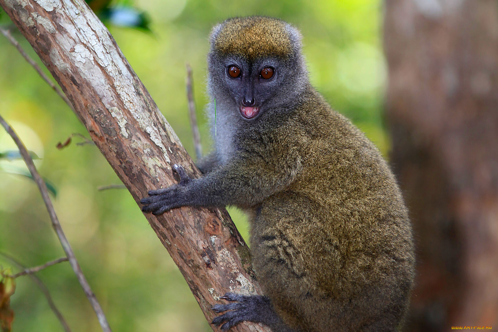 животные, лемуры, на, стволе