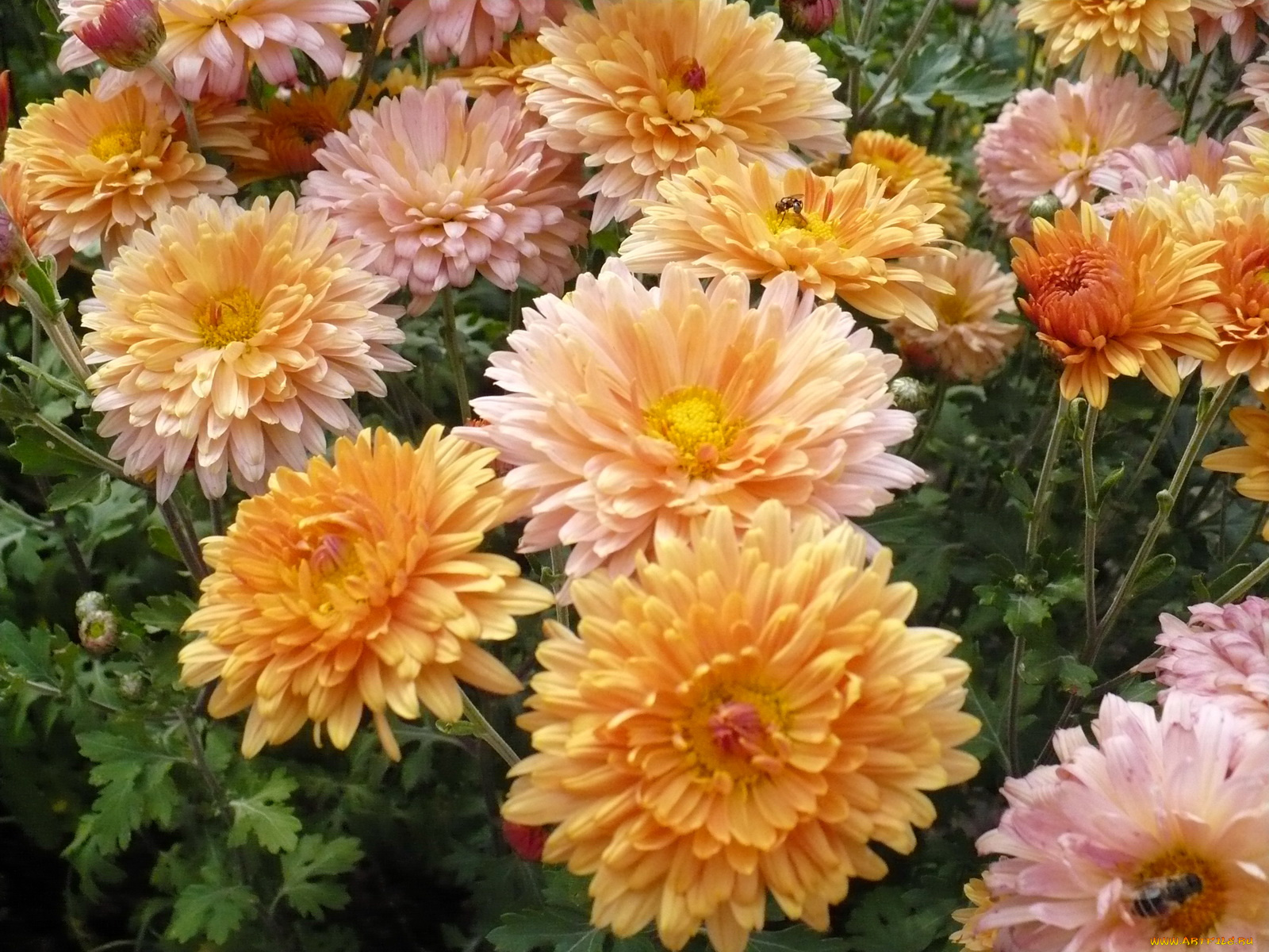 цветы, хризантемы, осенние