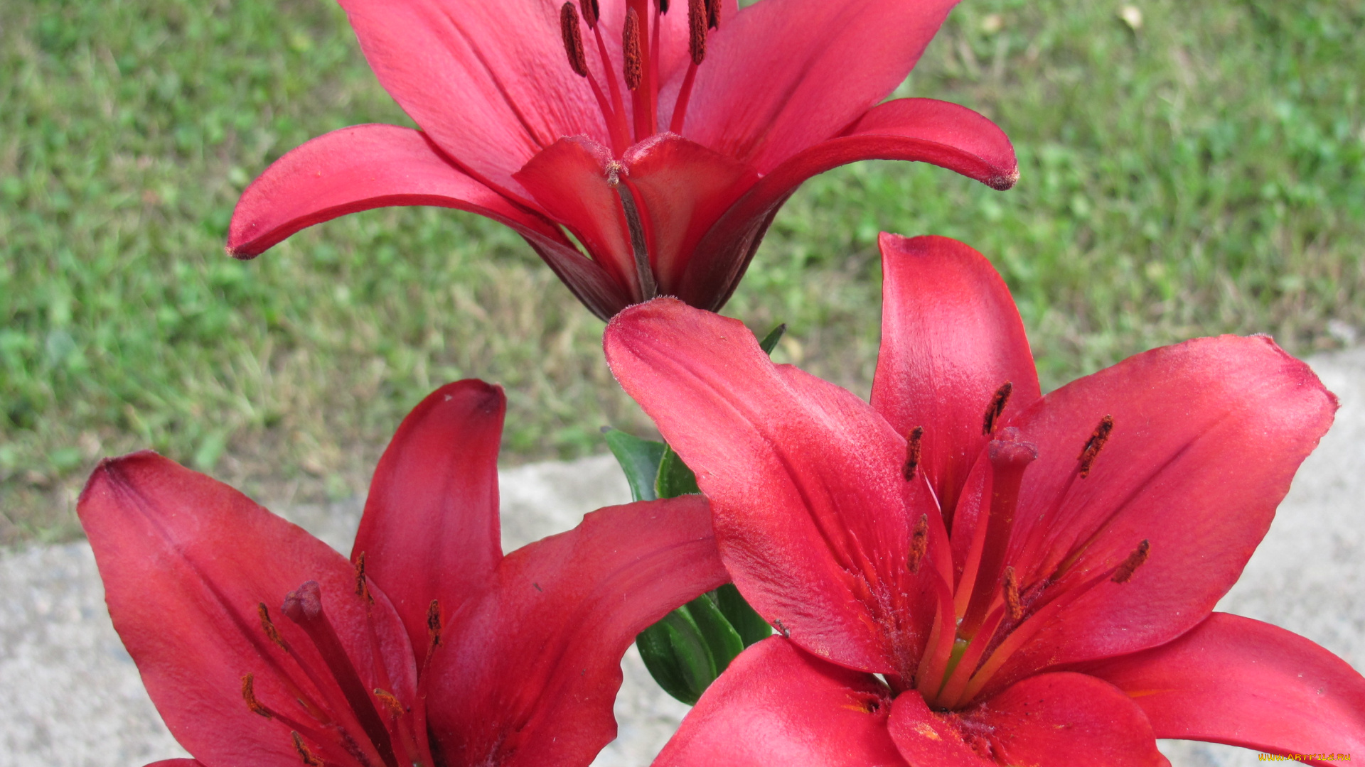 цветы, лилии, лилейники, красные