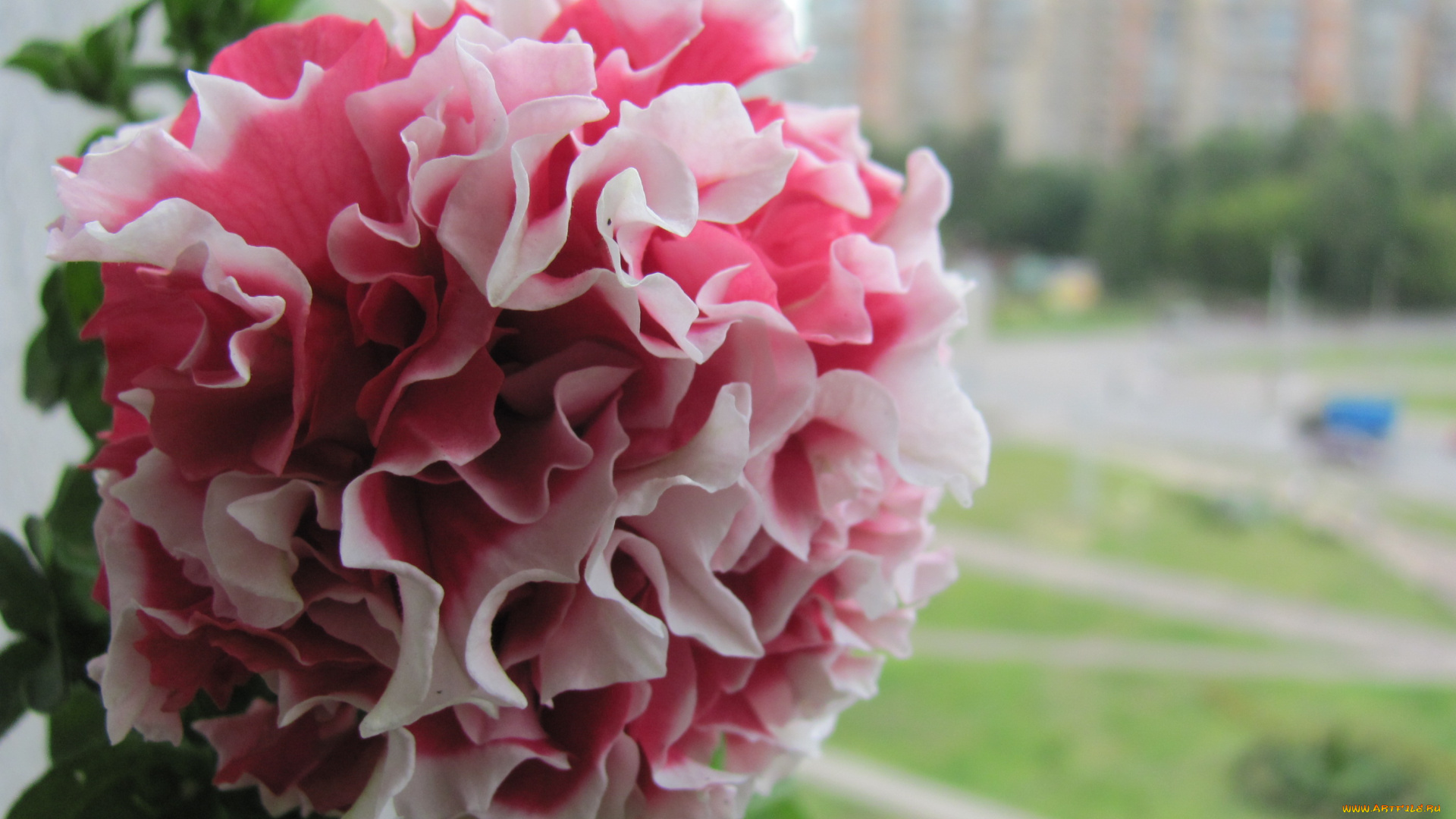 цветы, петунии, калибрахоа, бело-розовый