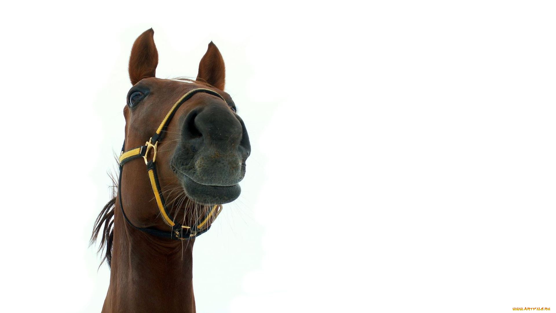 животные, лошади, конь, лошадь