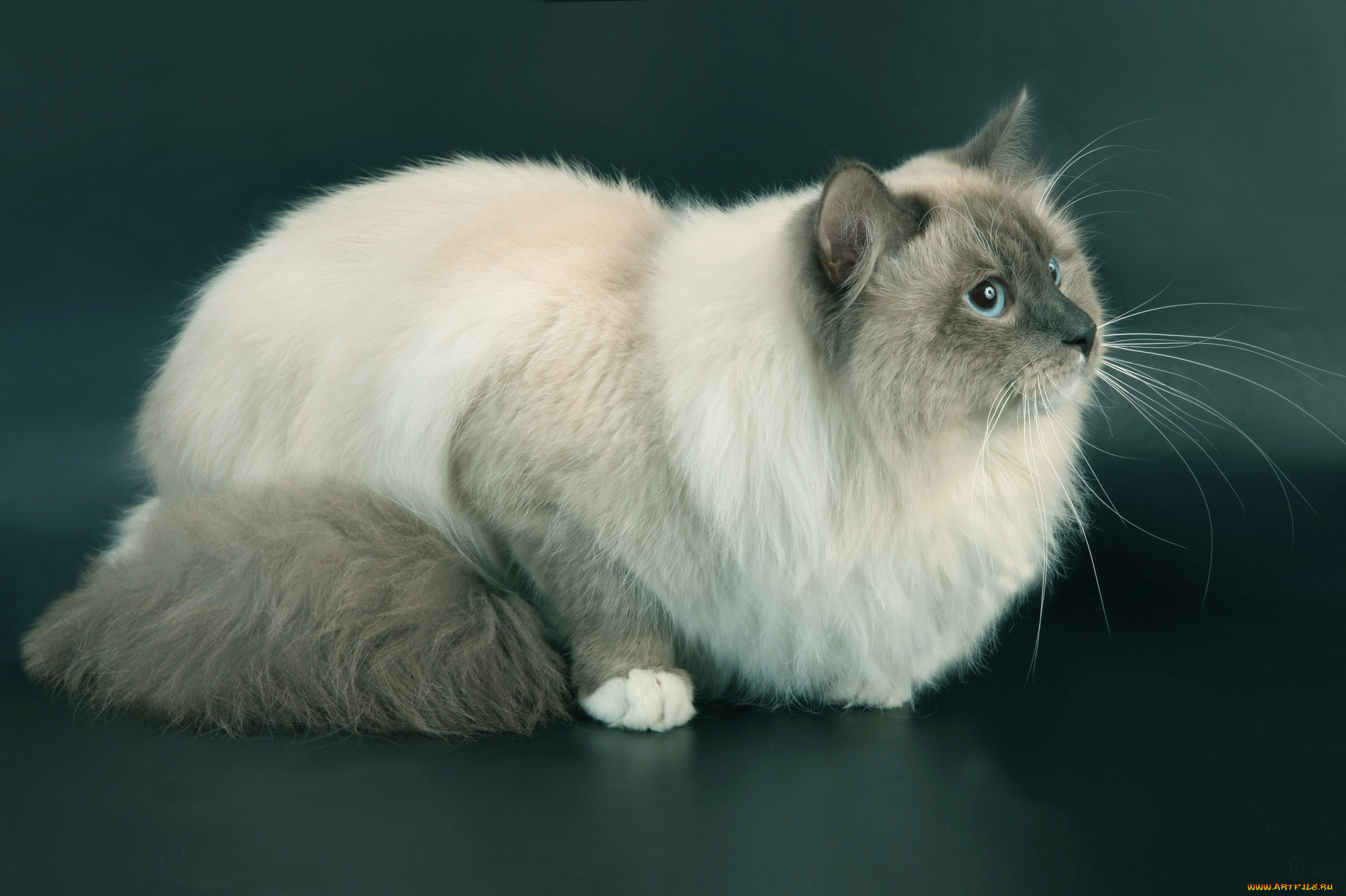 животные, коты, кот, кошка