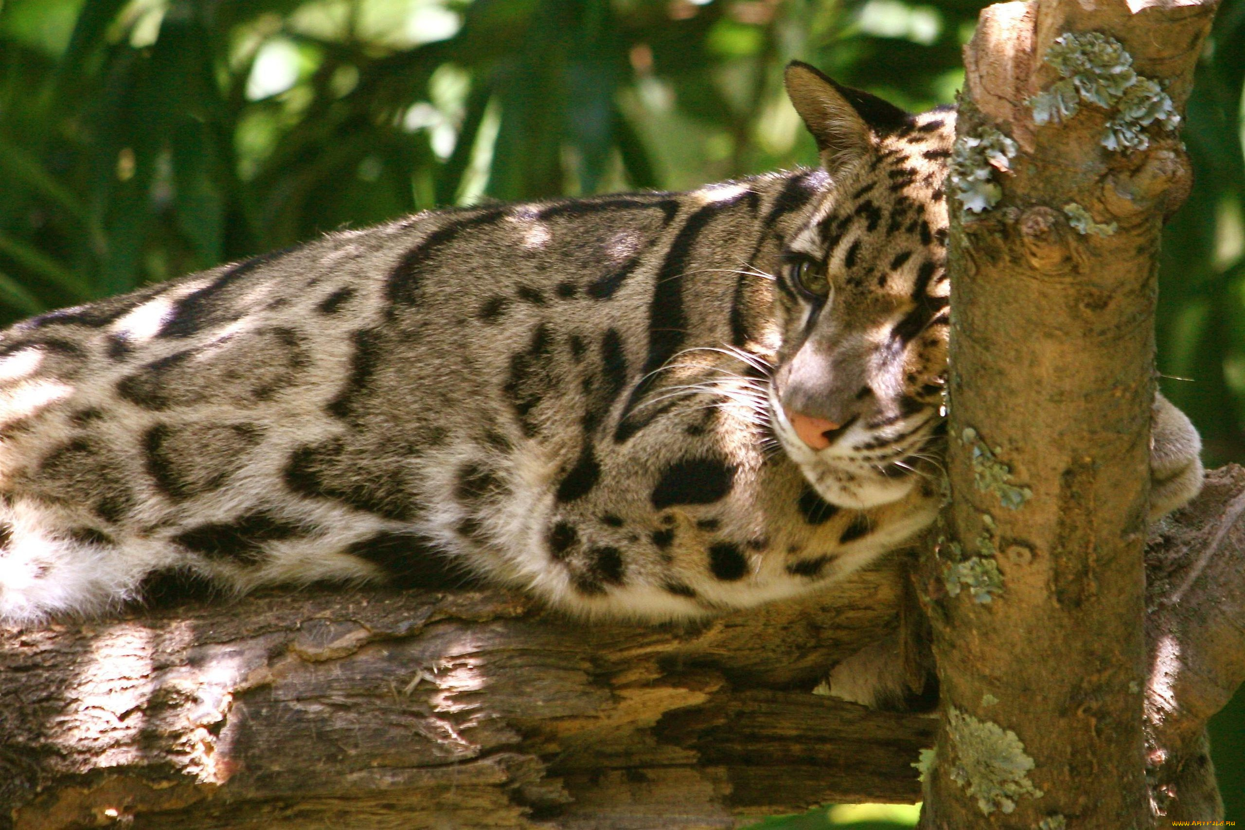 дымчатый, леопард, животные, леопарды