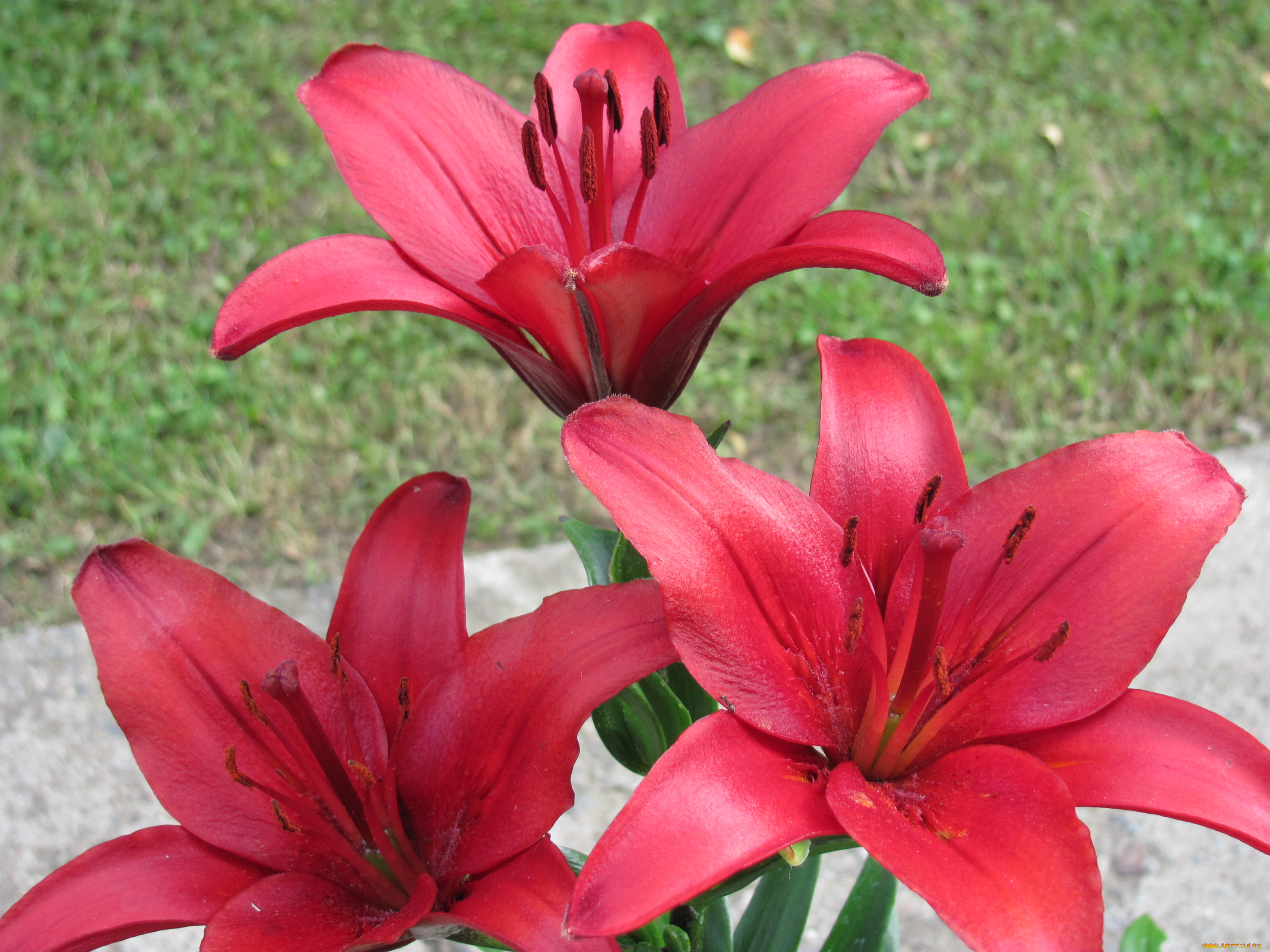 цветы, лилии, лилейники, красные