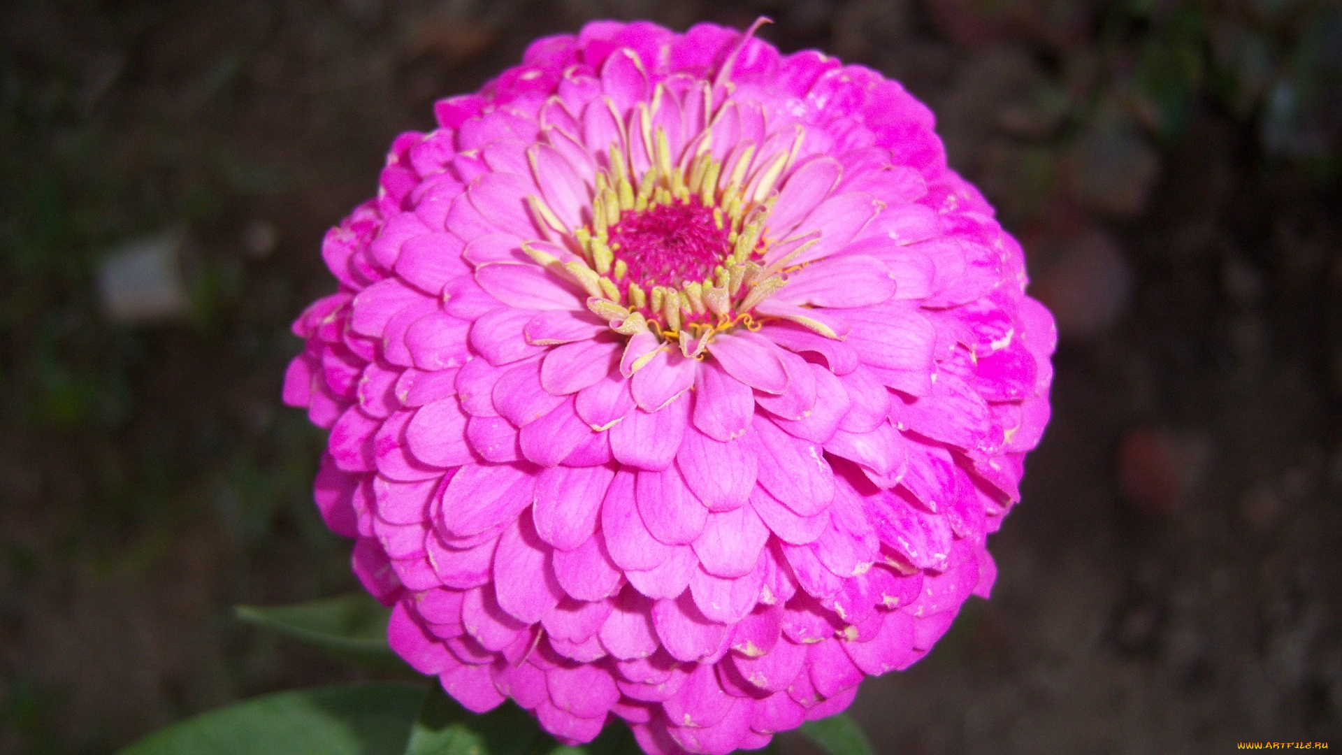 цветы, цинния, розовый