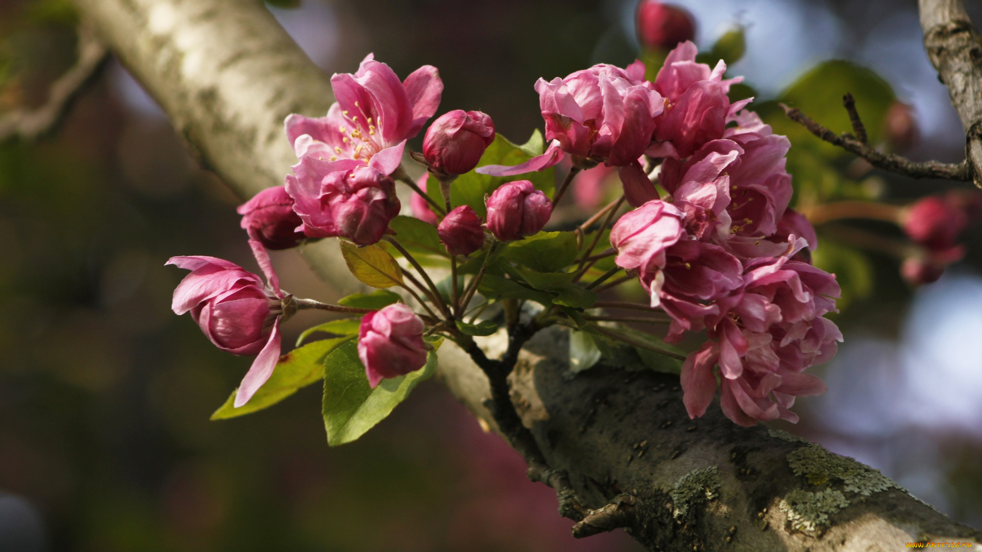 цветы, цветущие, деревья, , , кустарники, цветки, ветка, дерево