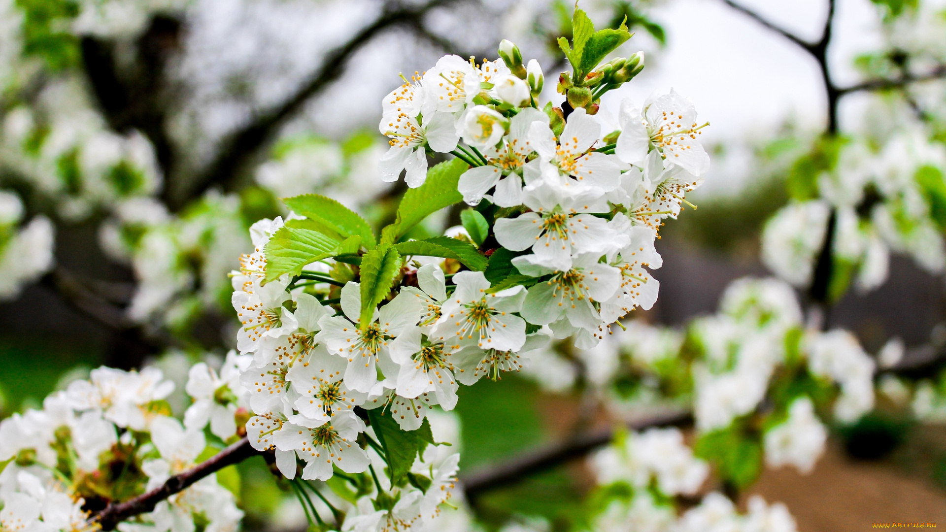 цветы, цветущие, деревья, , , кустарники, весна