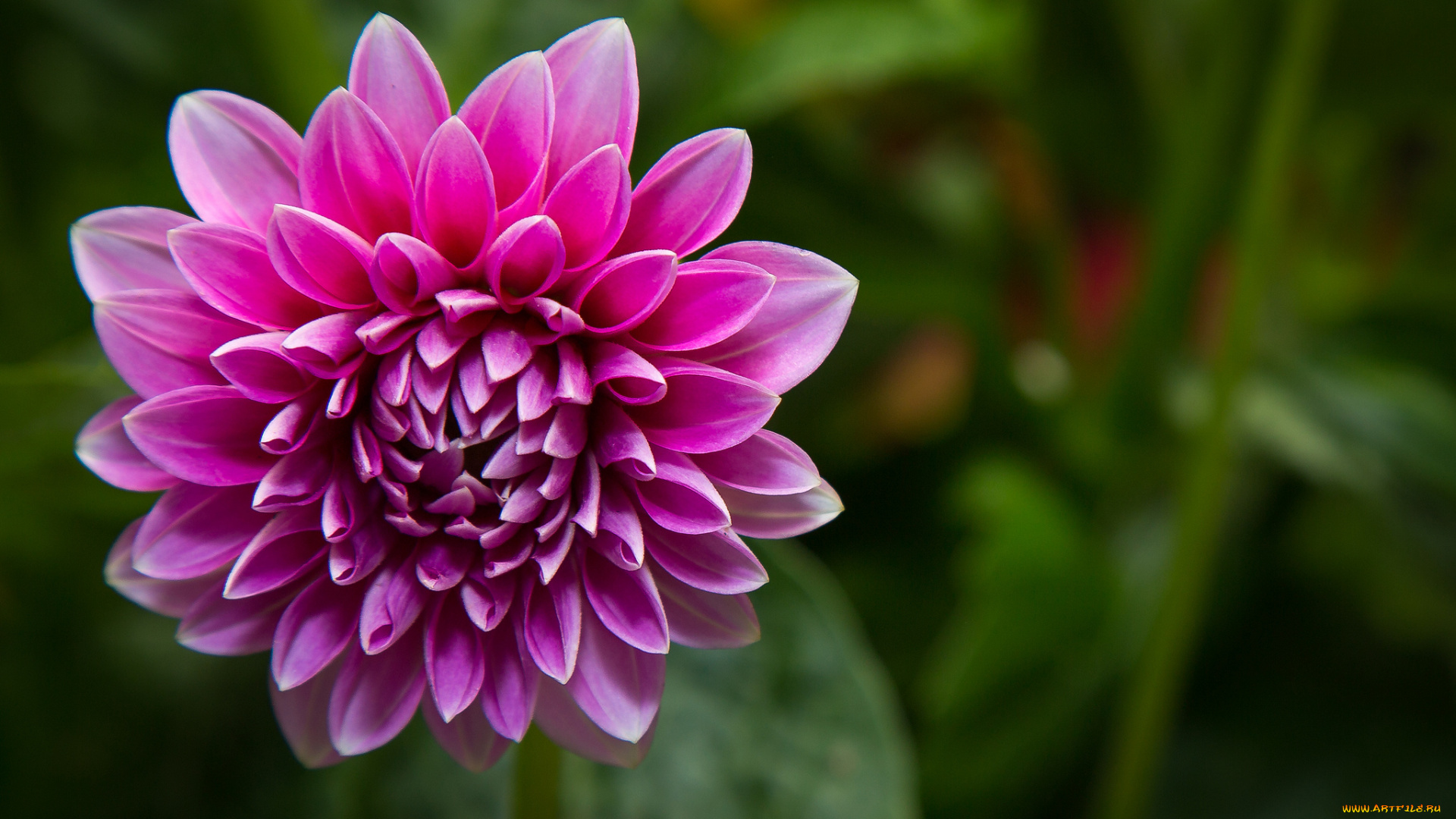 цветы, георгины, цветок, лепестки