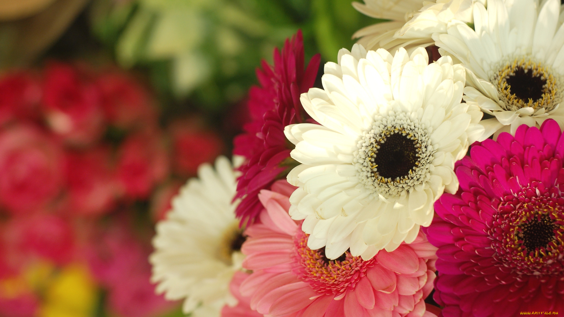 цветы, герберы, букет