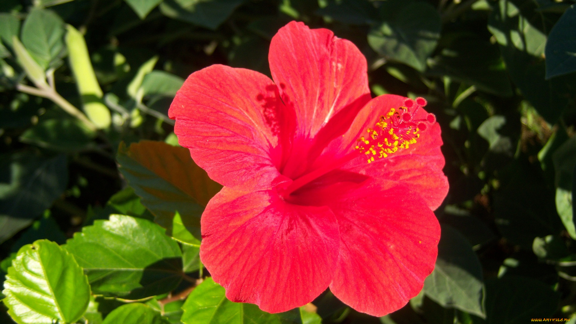 цветы, гибискусы, красный