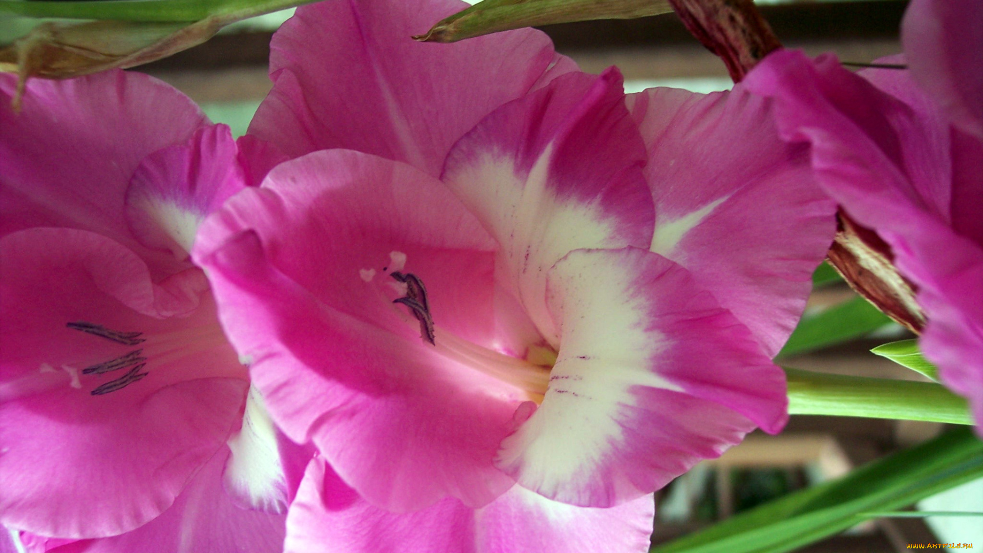 цветы, гладиолусы, розовый