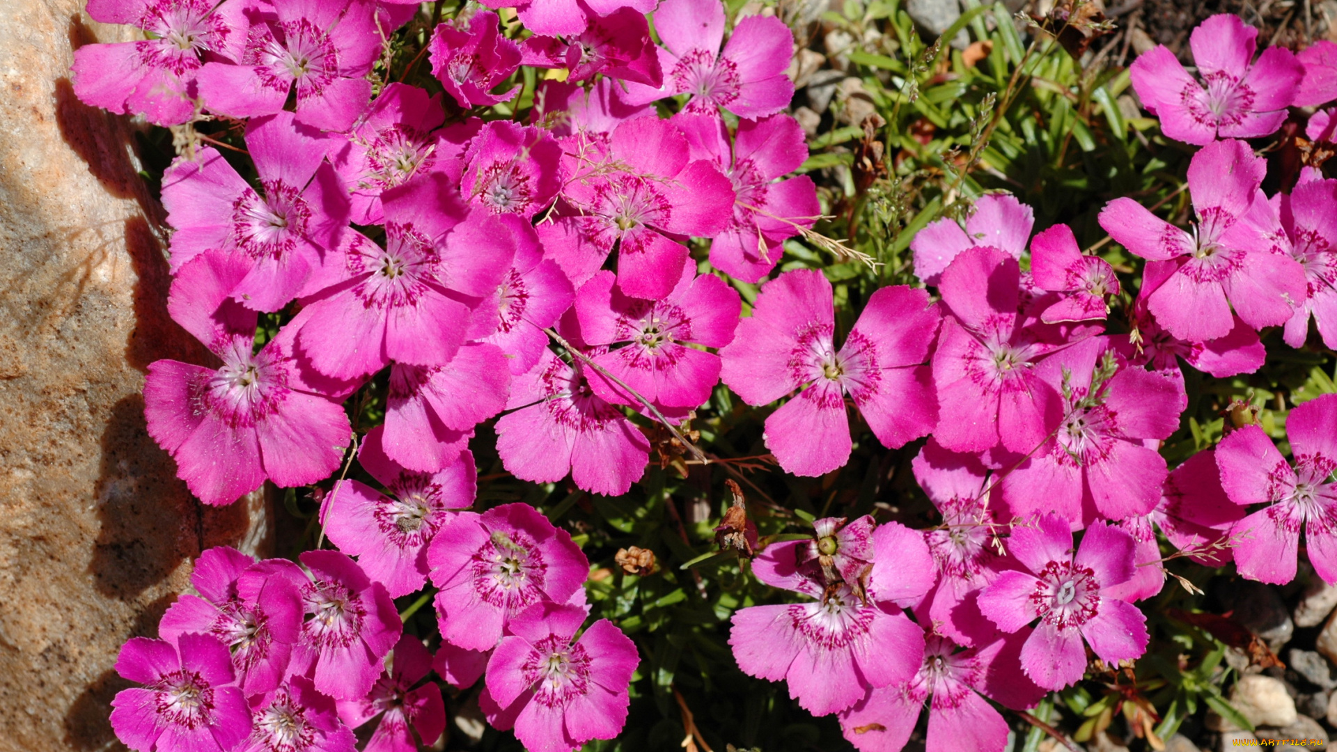 цветы, гвоздики, альпийские