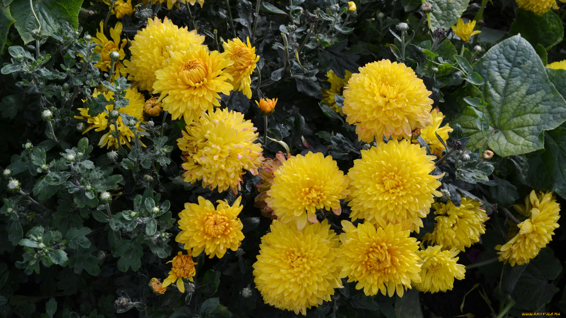 цветы, хризантемы, куст, желтые