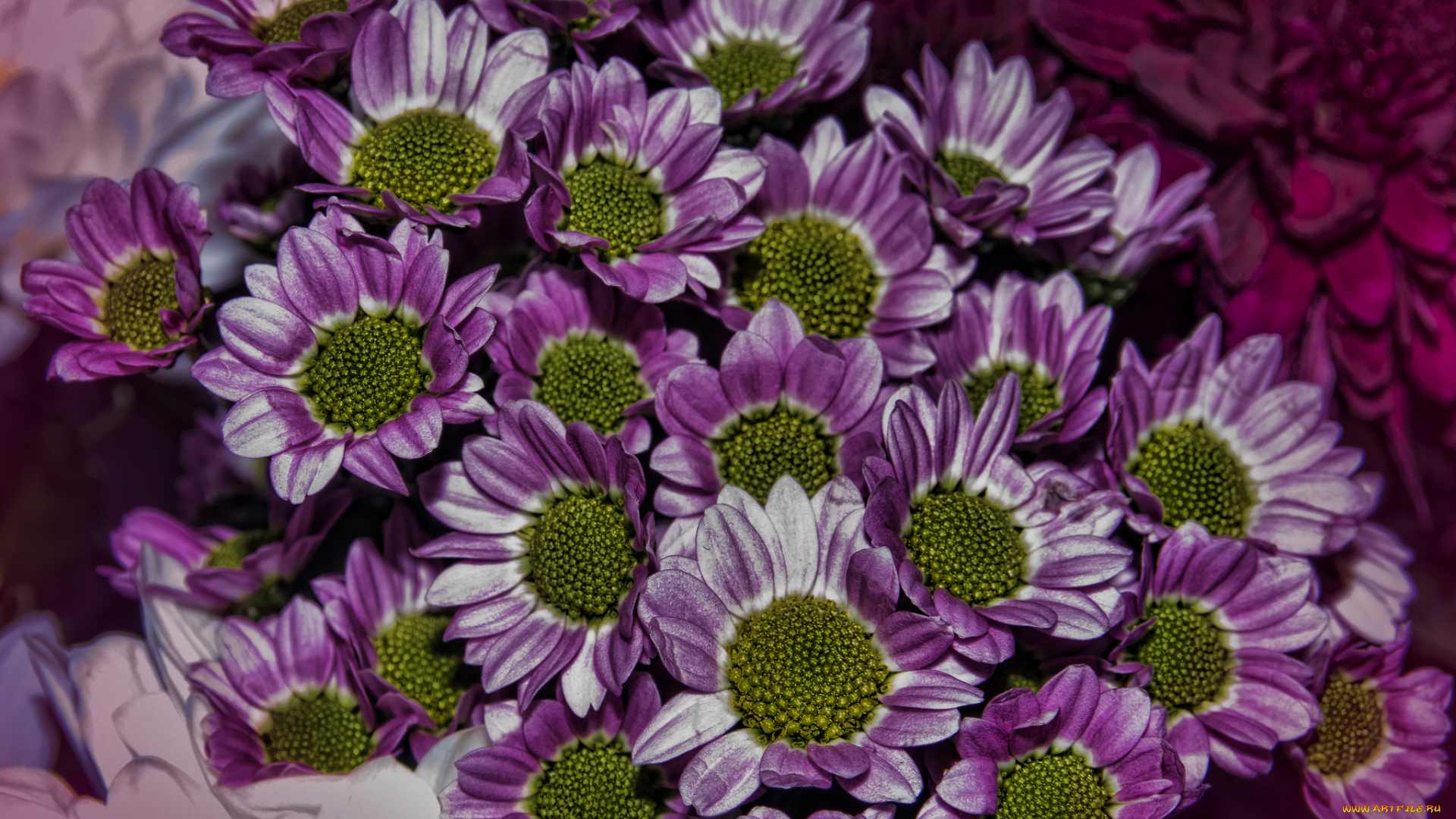 цветы, хризантемы, лепестки, разноцветные