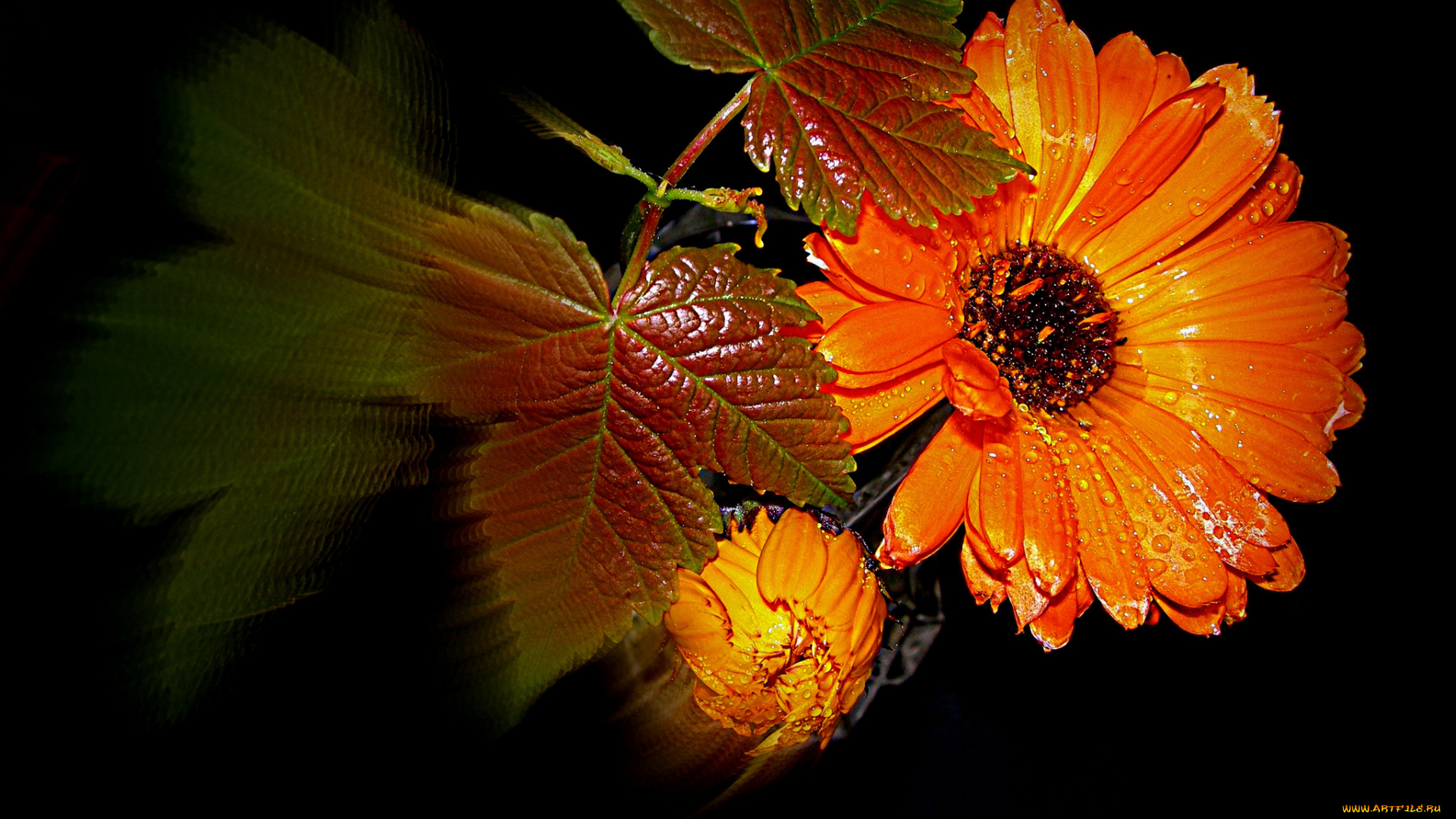 цветы, календула, стебль, листья, цветок