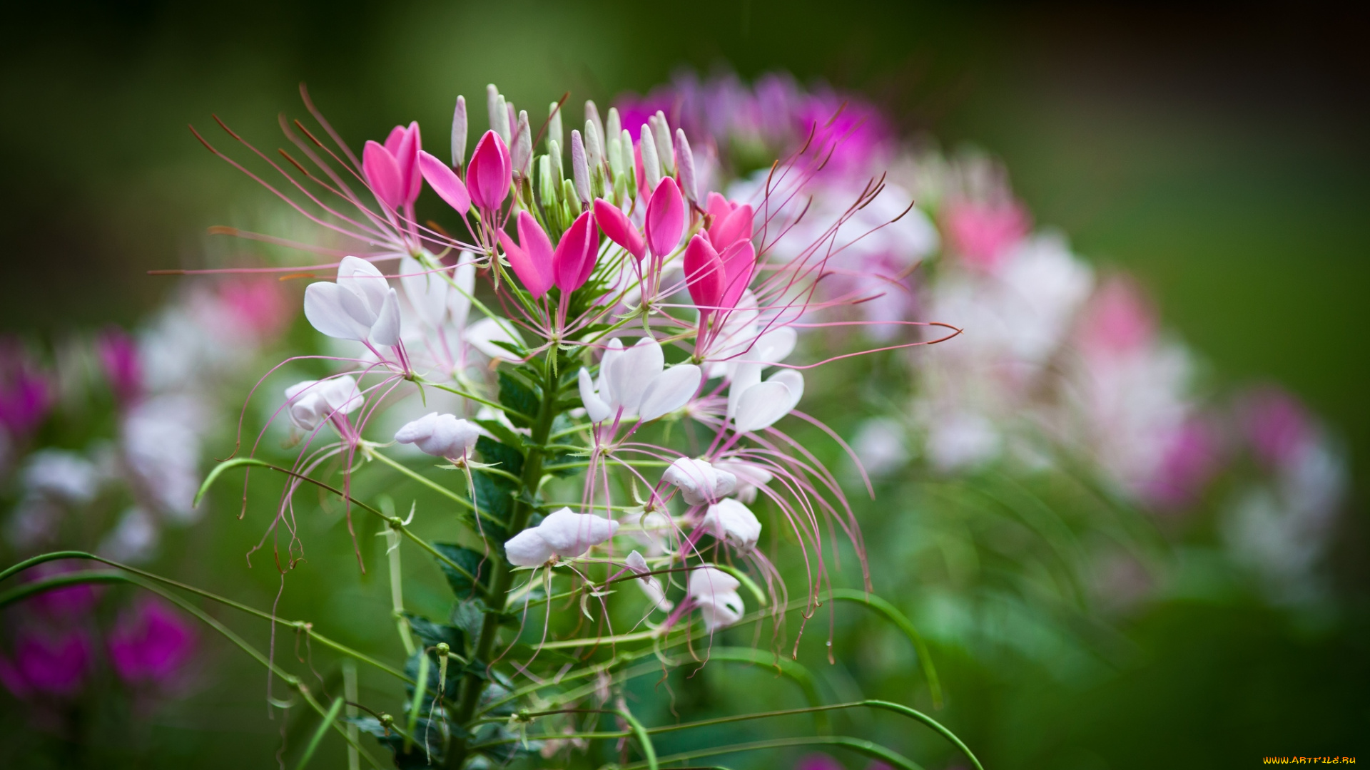 цветы, клеомы, розовый