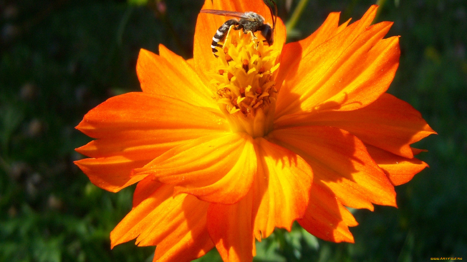 цветы, космея