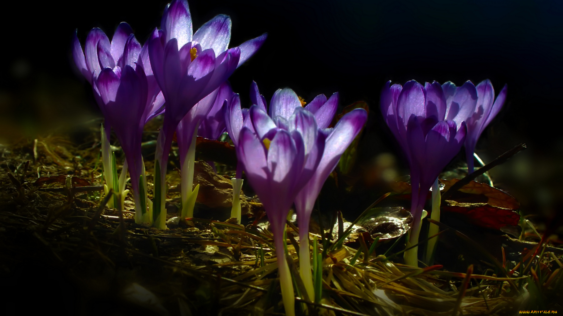 цветы, крокусы, макро