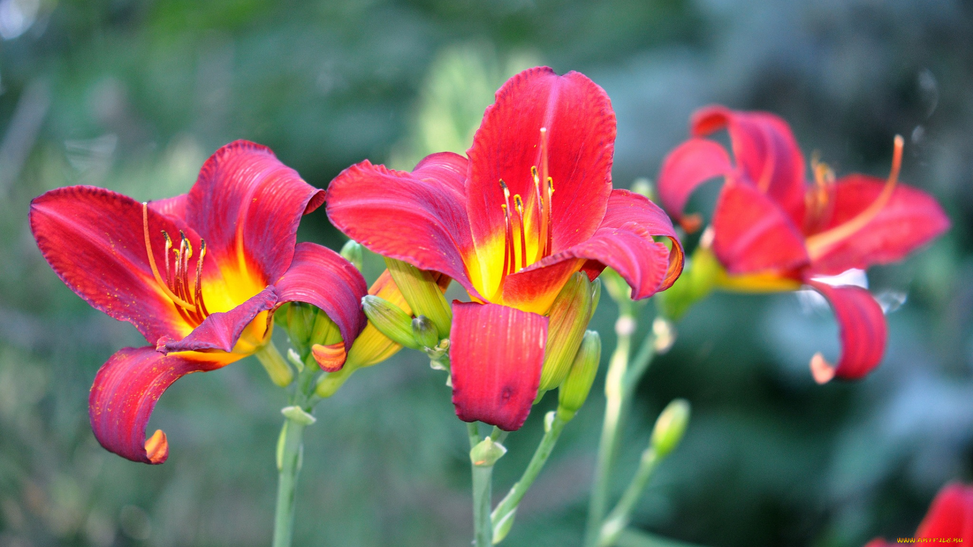 цветы, лилии, , лилейники, ирисы