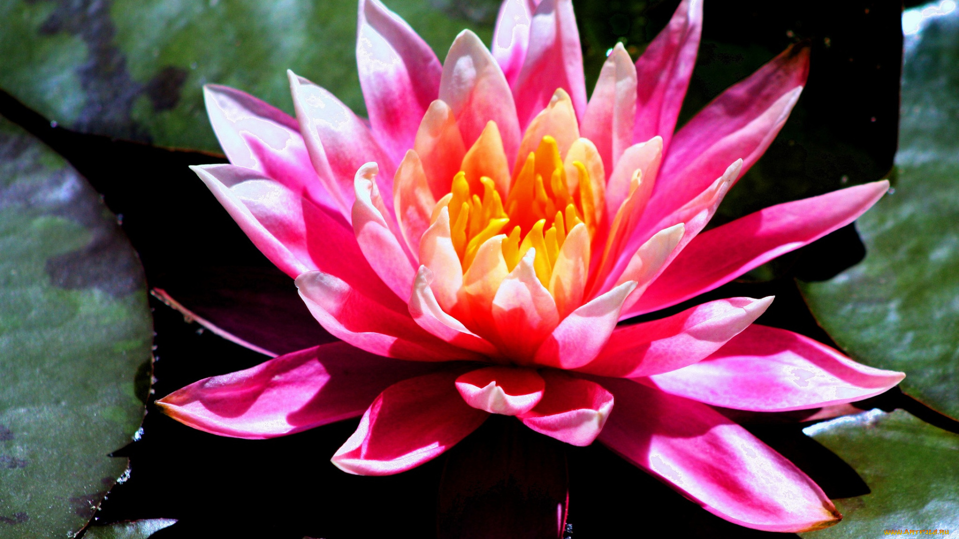 цветы, лилии, водяные, , нимфеи, , кувшинки, лилия, вода, листья