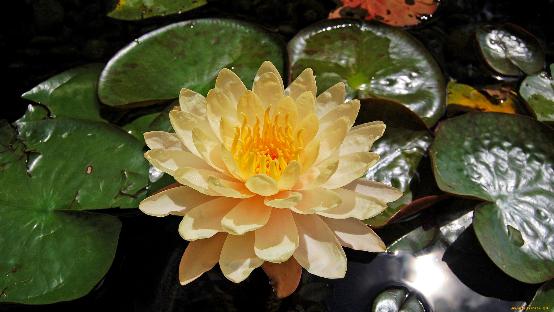 цветы, лилии, водяные, , нимфеи, , кувшинки, лилия, листья, вода