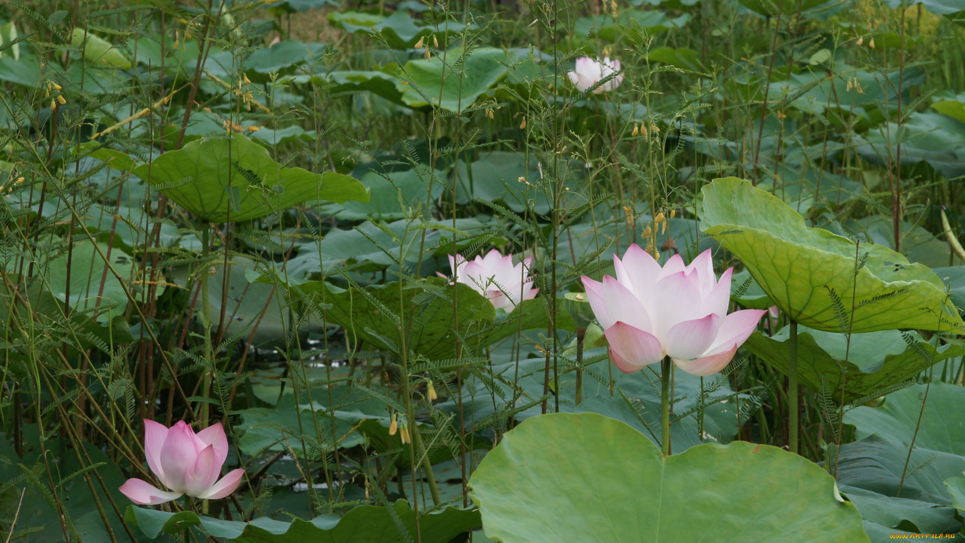 цветы, лотосы, листья, лепестки