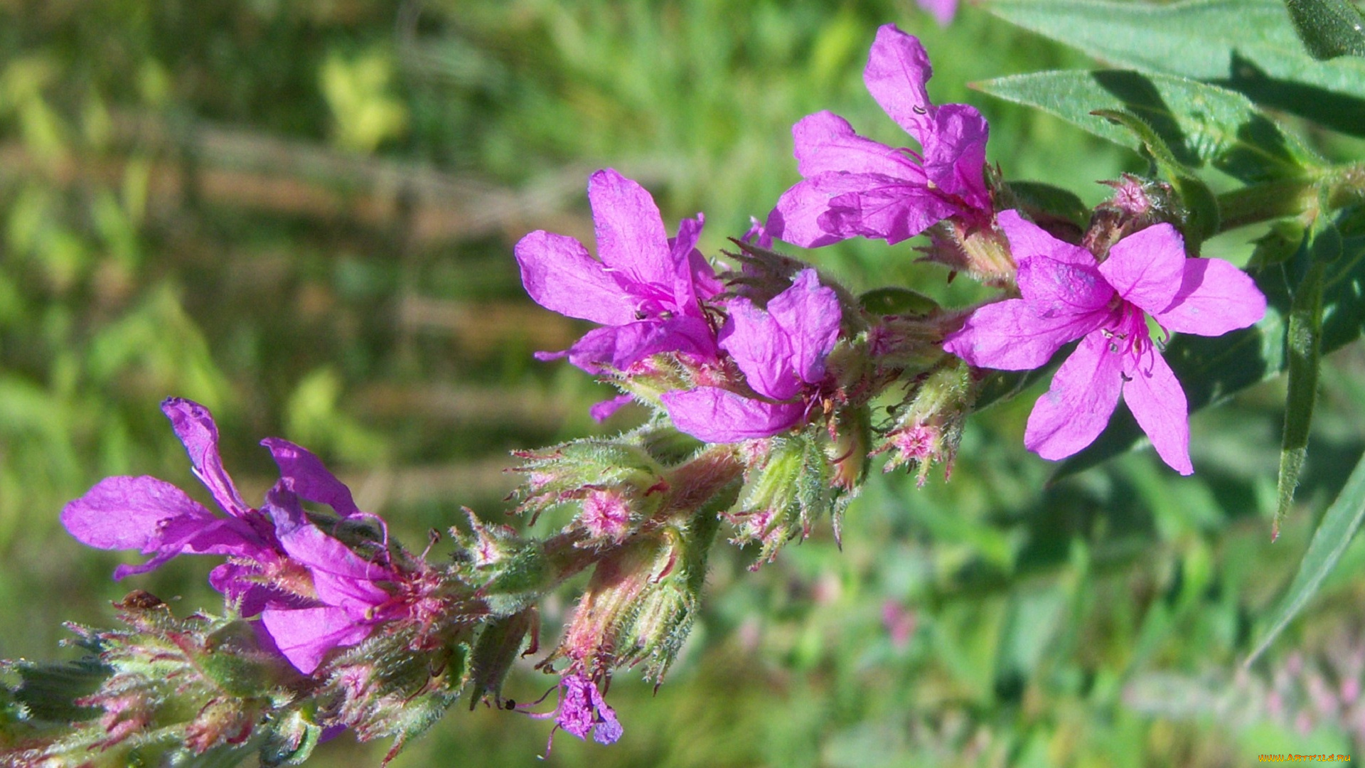 цветы, луговые, , полевые, , цветы, сиреневые