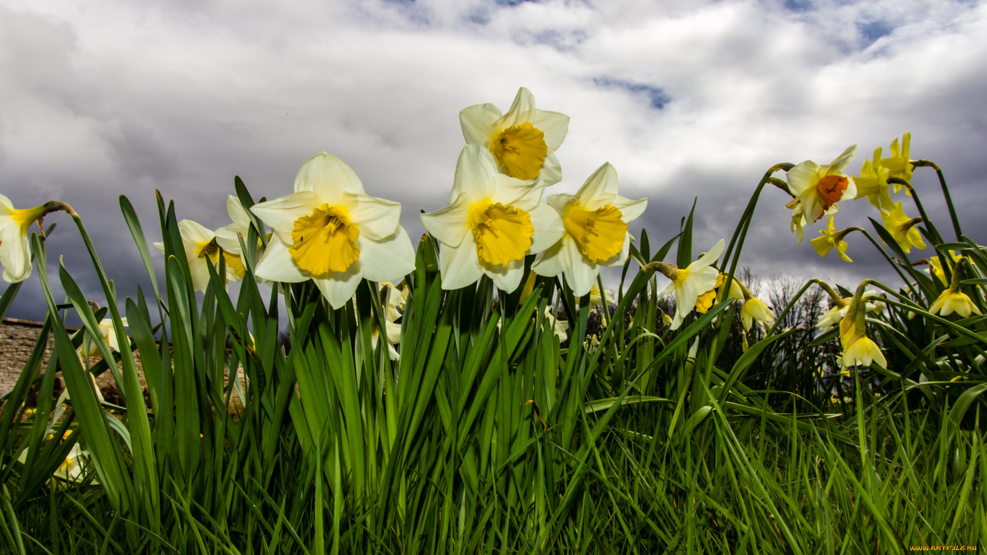 цветы, нарциссы, луг, трава