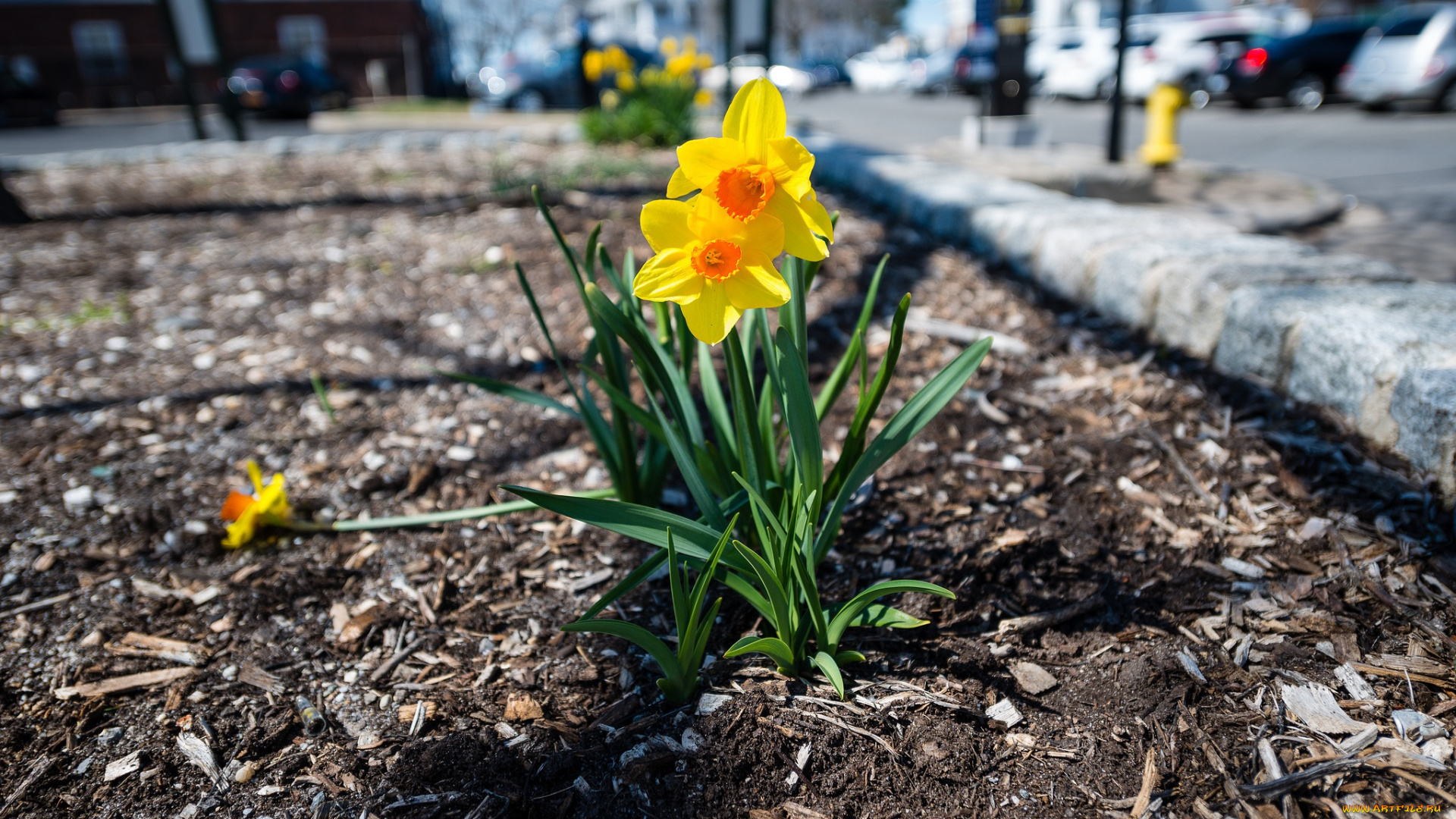цветы, нарциссы, обочина, дорога