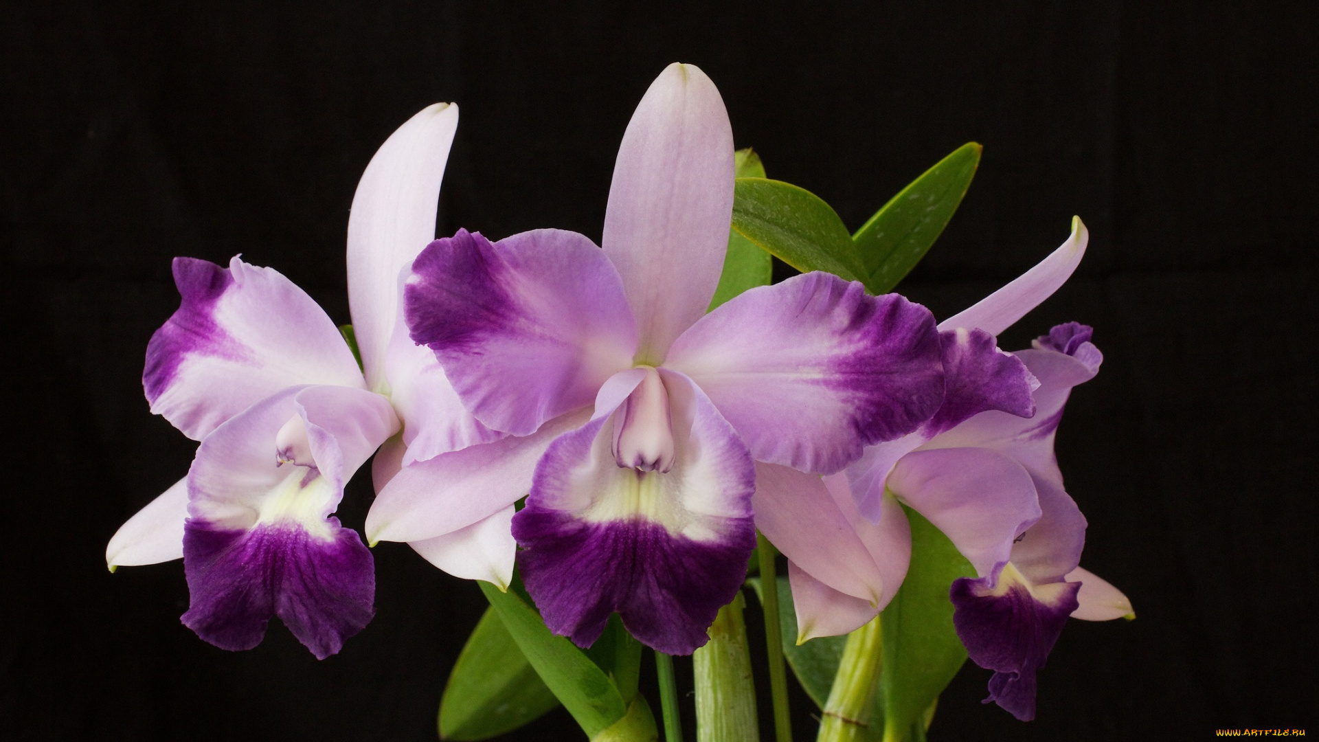 цветы, орхидеи, цветок, лепестки