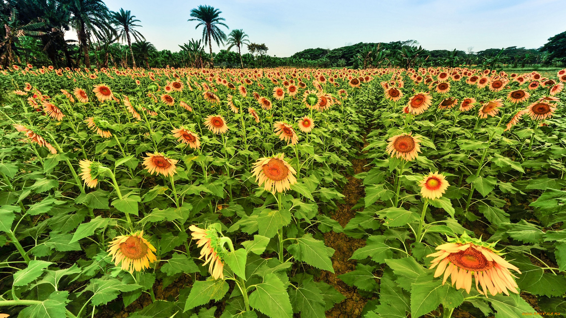 цветы, подсолнухи, поле