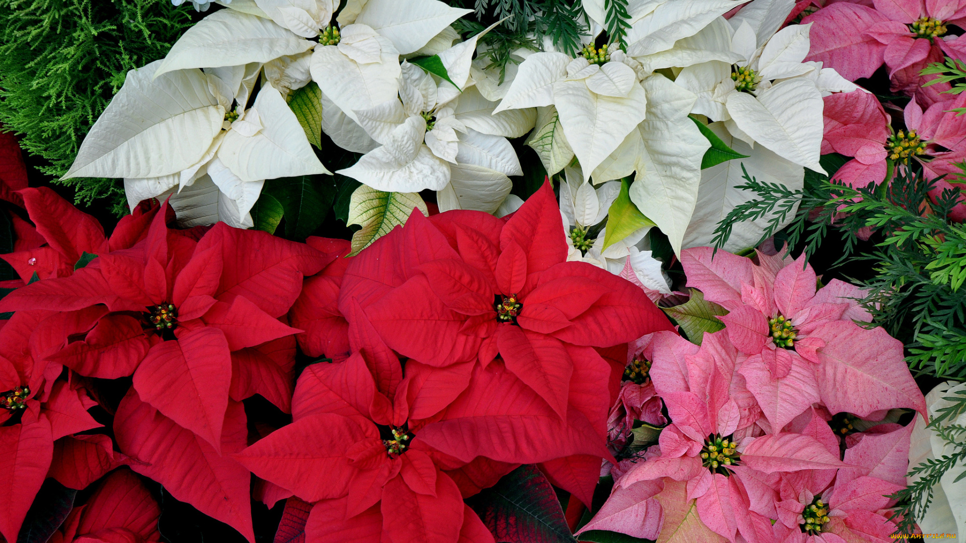 цветы, пуансеттия, листья