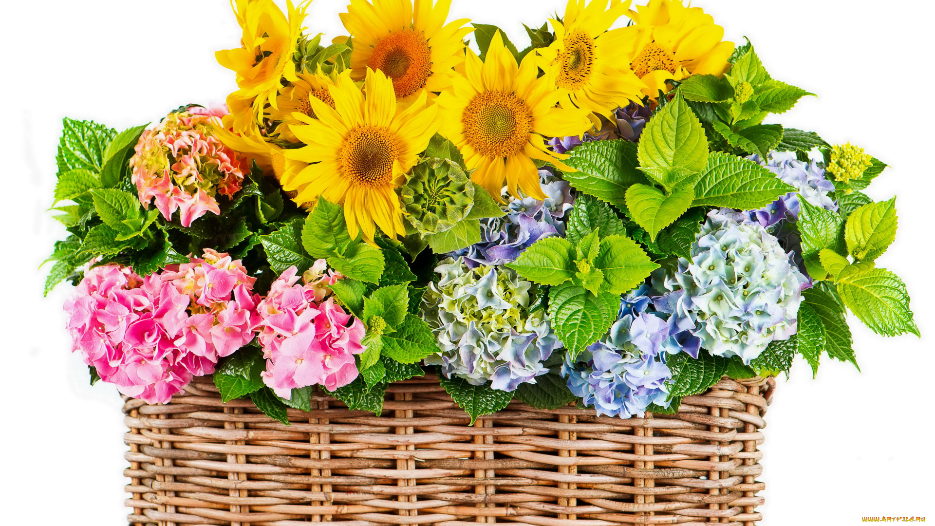 цветы, разные, вместе, подсолнухи, гортензия, корзина