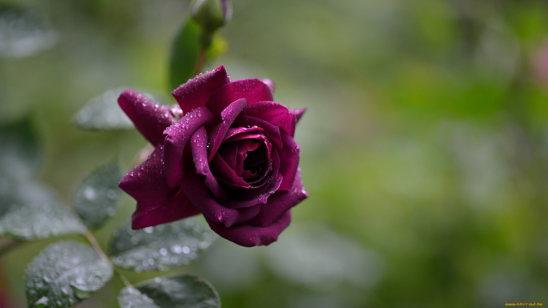цветы, розы, бордовая, капли