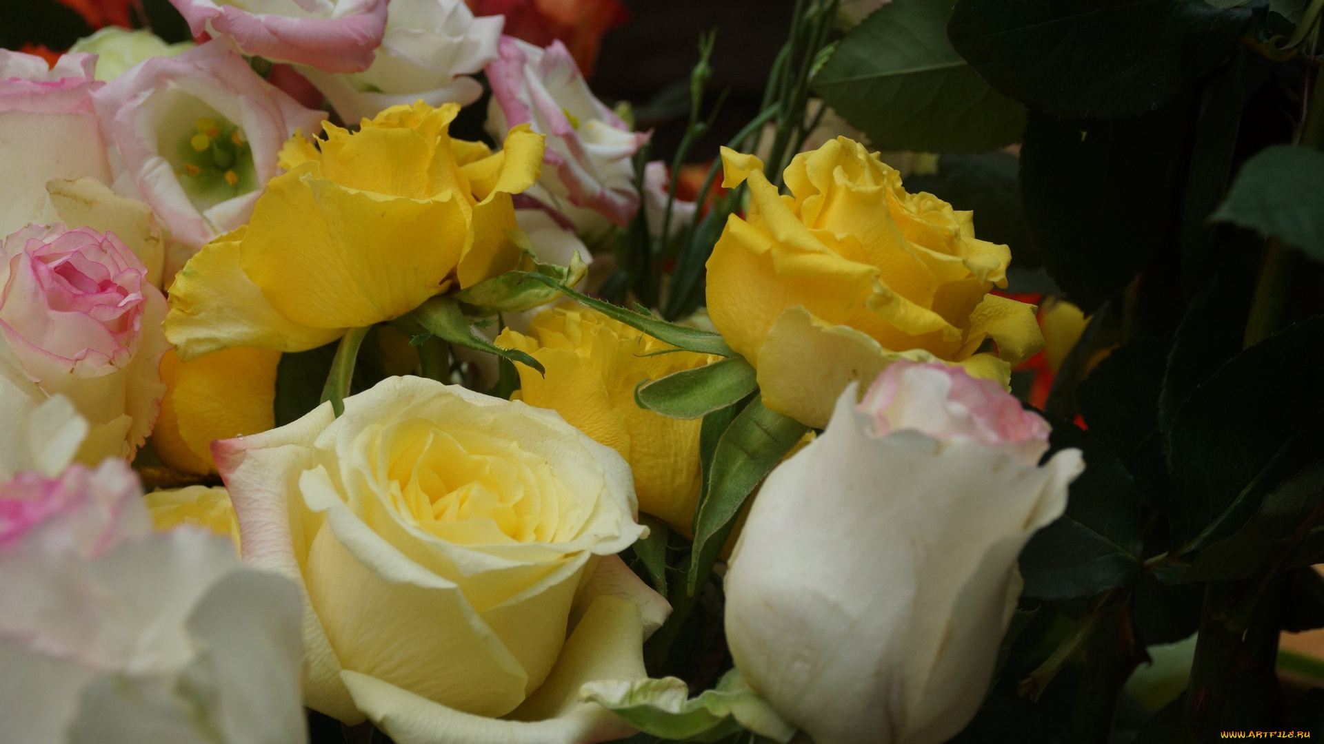 цветы, розы, букет