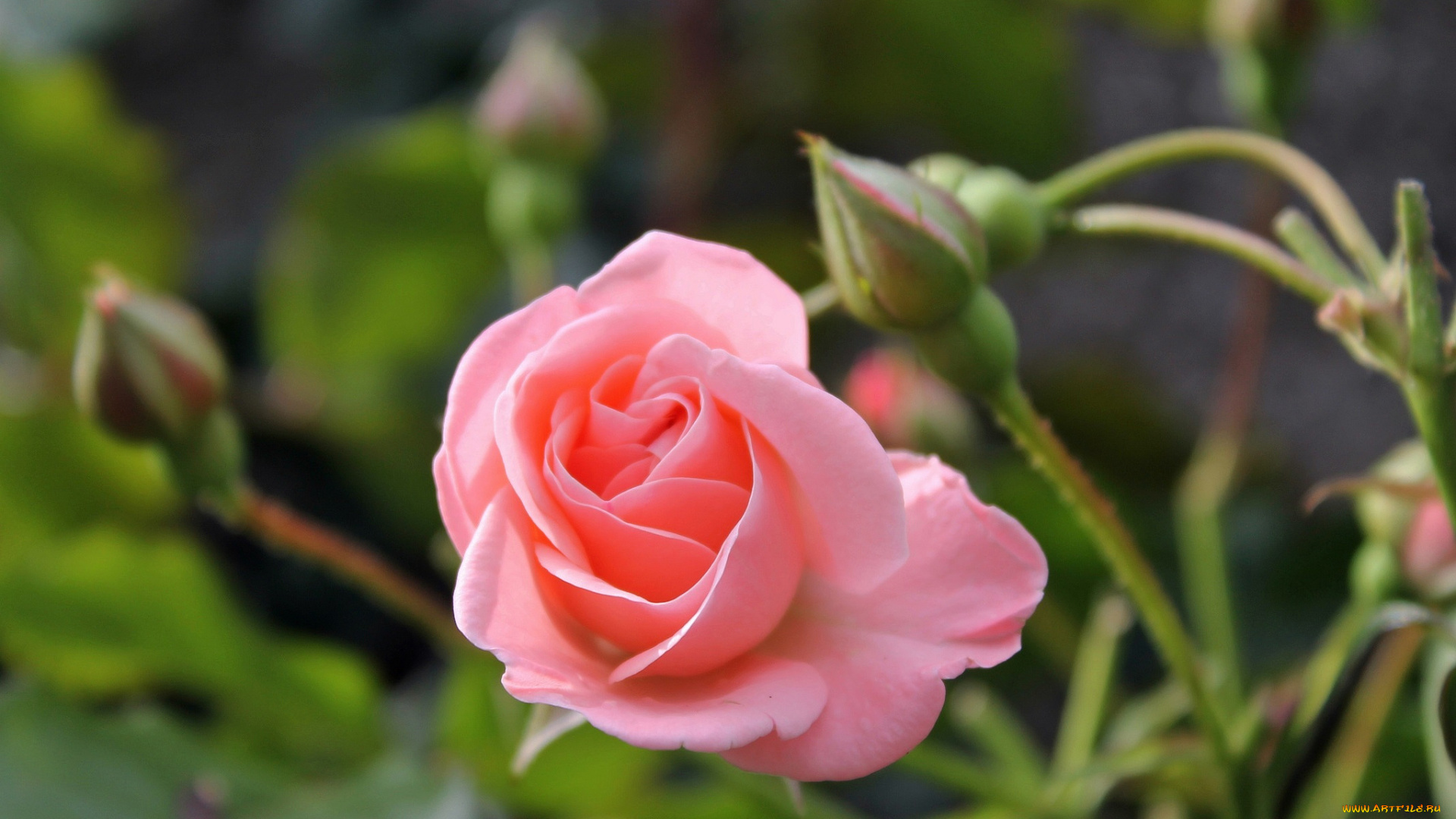 цветы, розы, лепестки, бутон, роза