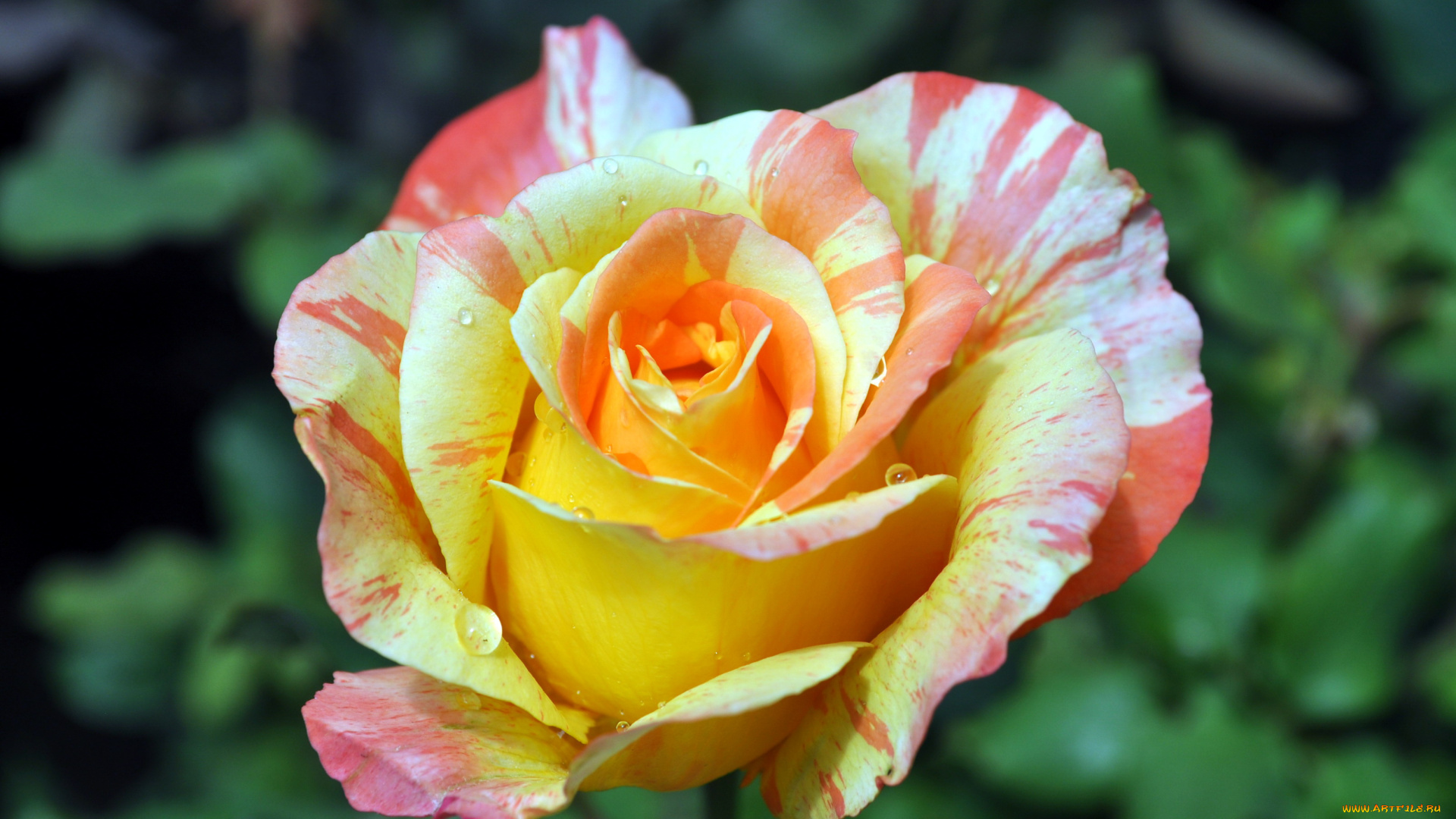 цветы, розы, пестрый