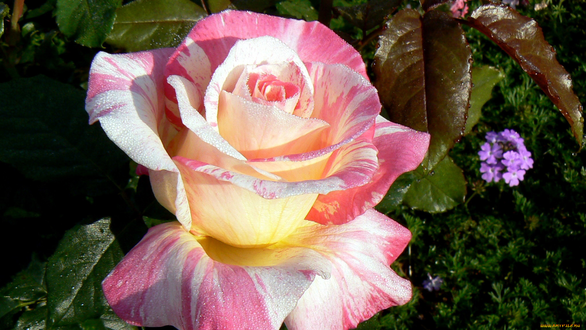 цветы, розы, пестрый