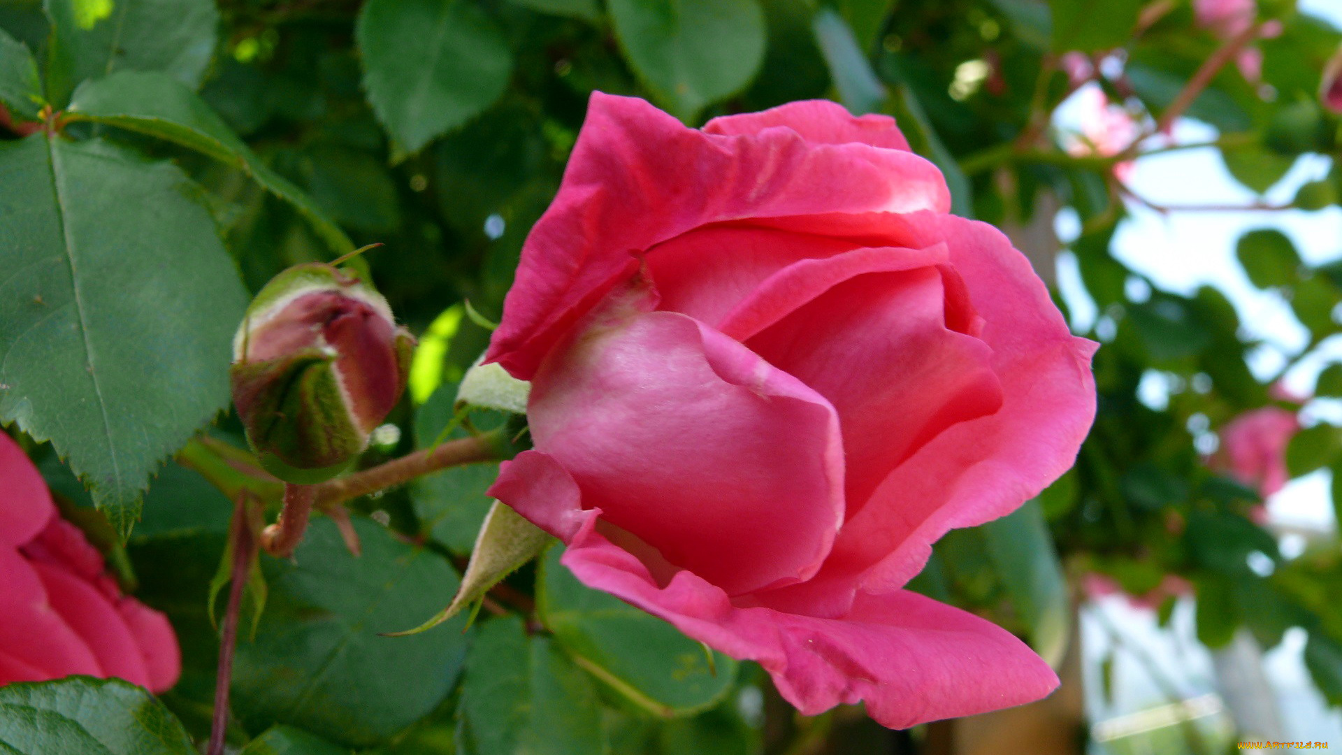 цветы, розы, розовый, бутон