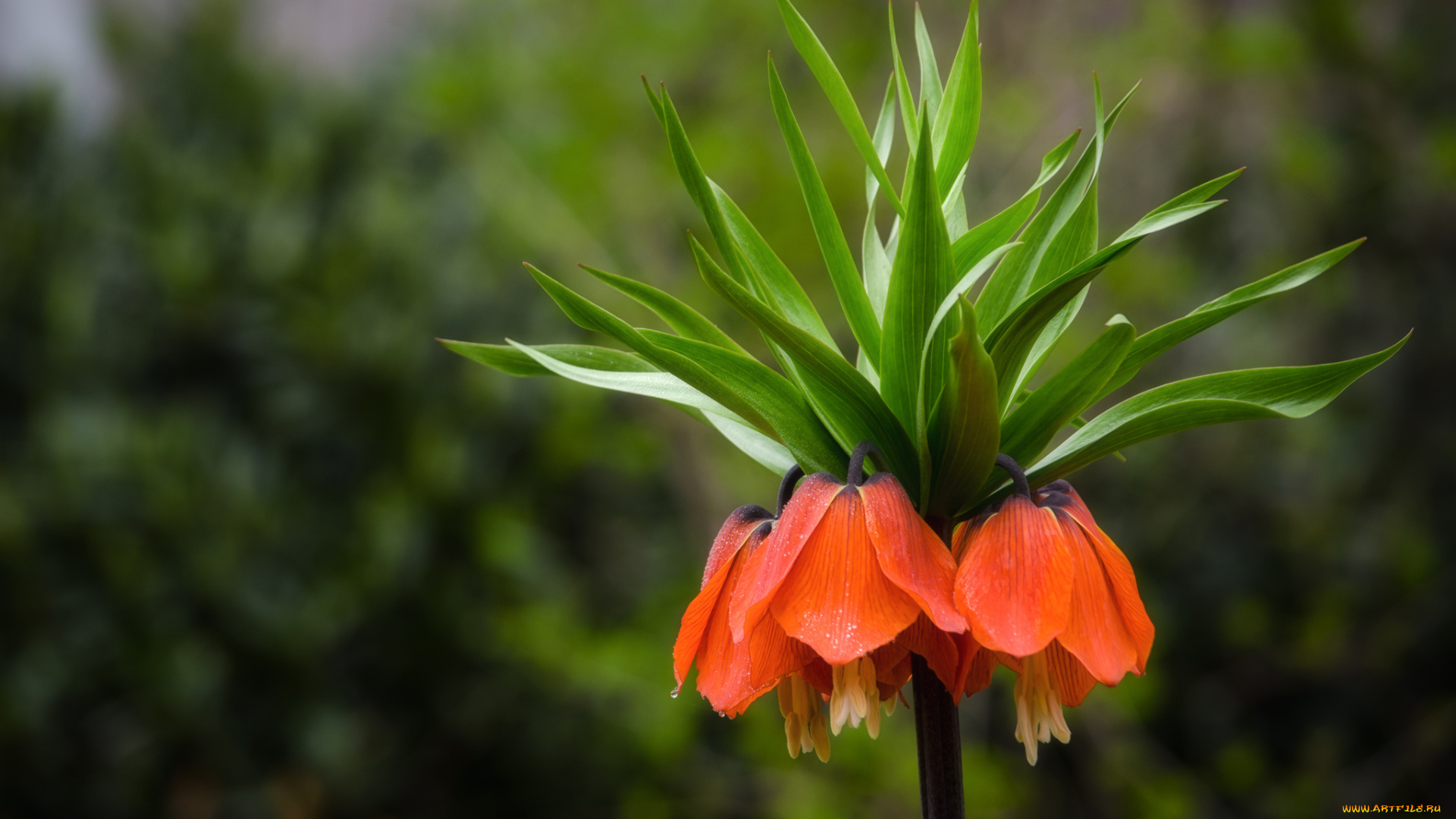 цветы, рябчики, цветок, листья, стебль