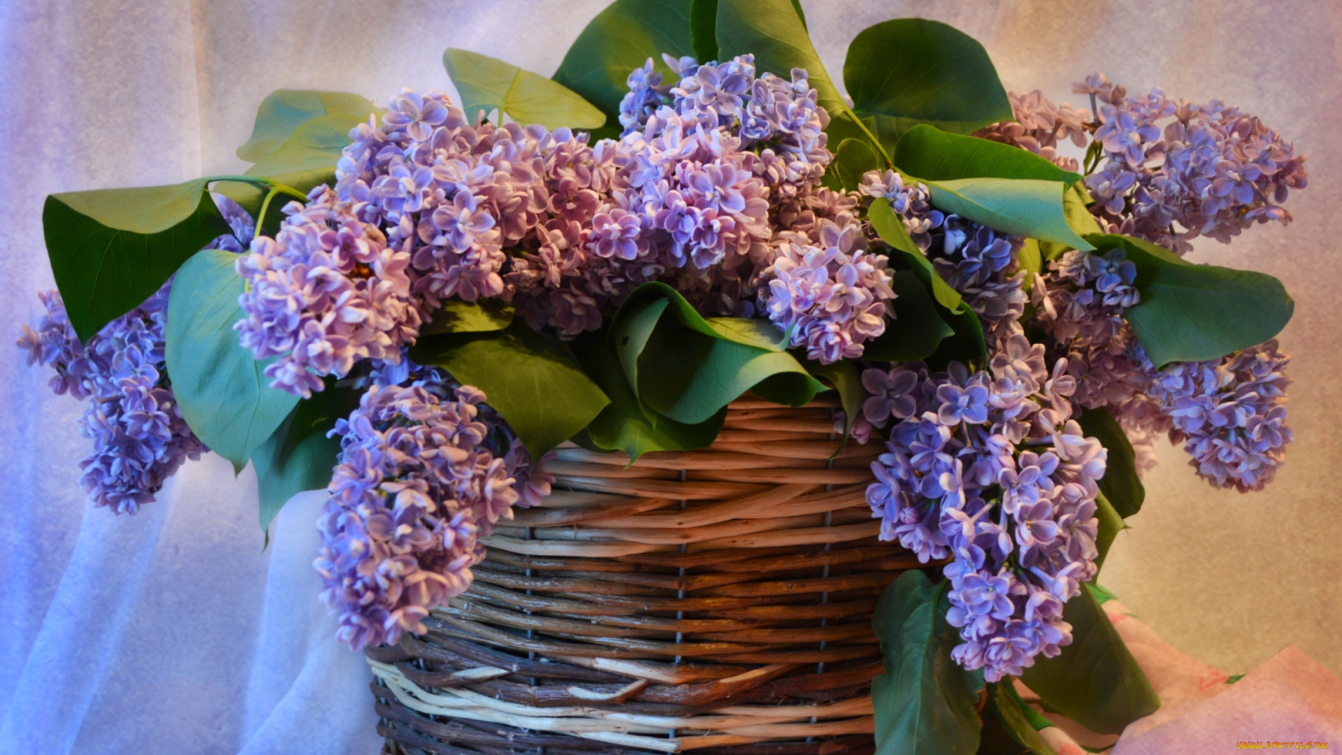 цветы, сирень, букет