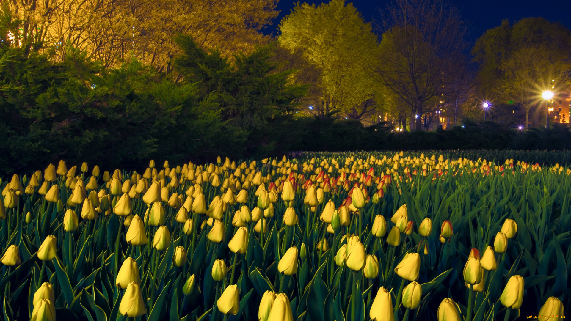 цветы, тюльпаны, деревья, газон