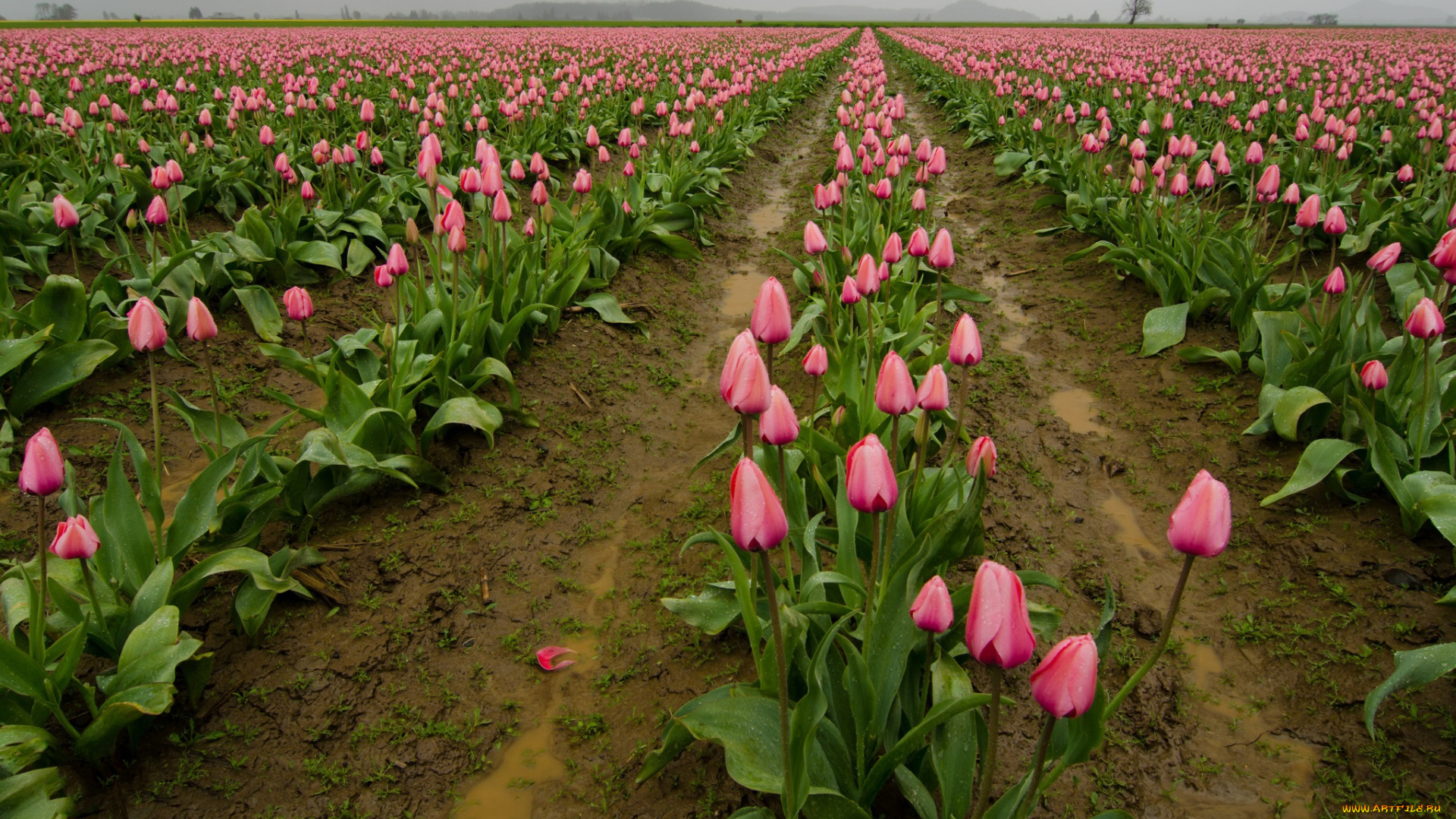 цветы, тюльпаны, поле