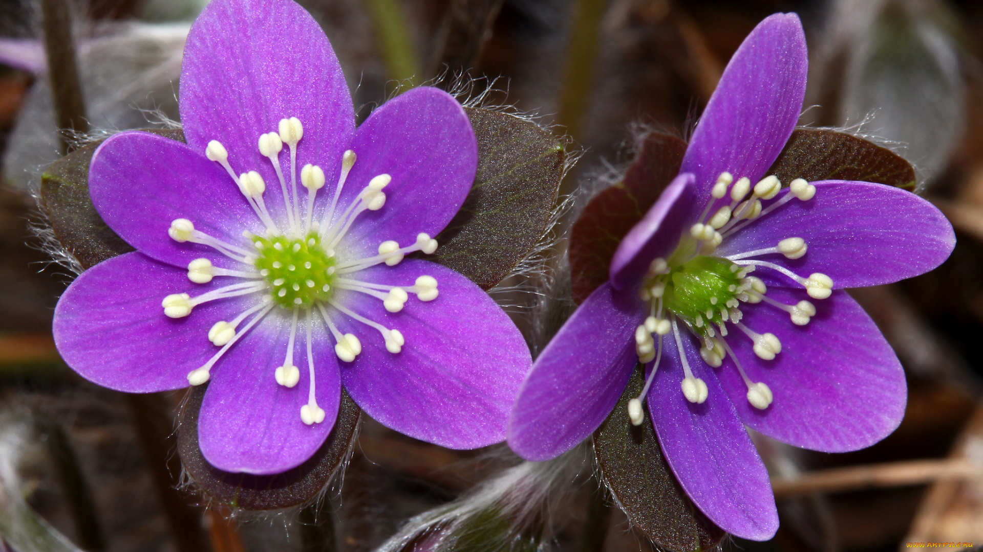 цветы, ветреницы, , печёночницы, тычинки, лепестки, цветки