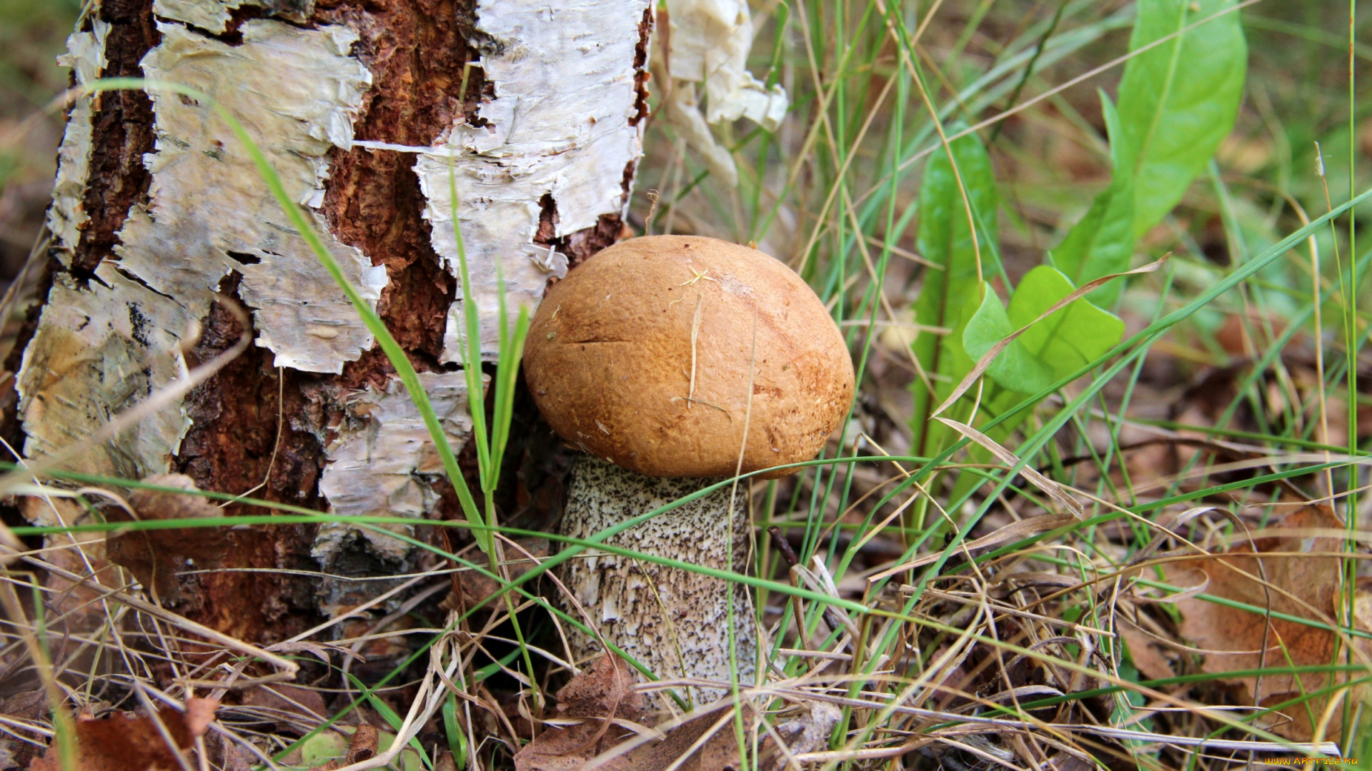 природа, грибы, береза